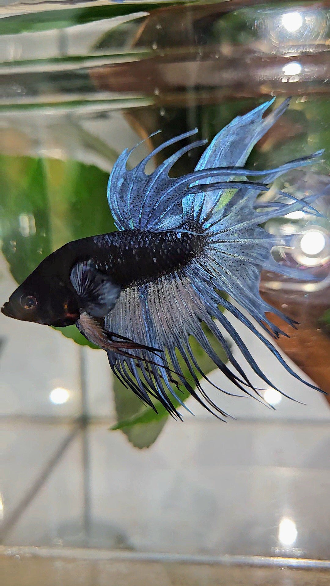 CROWNTAIL BLACK GALAXY AVATAR BLUE GRAY BETTA FISH