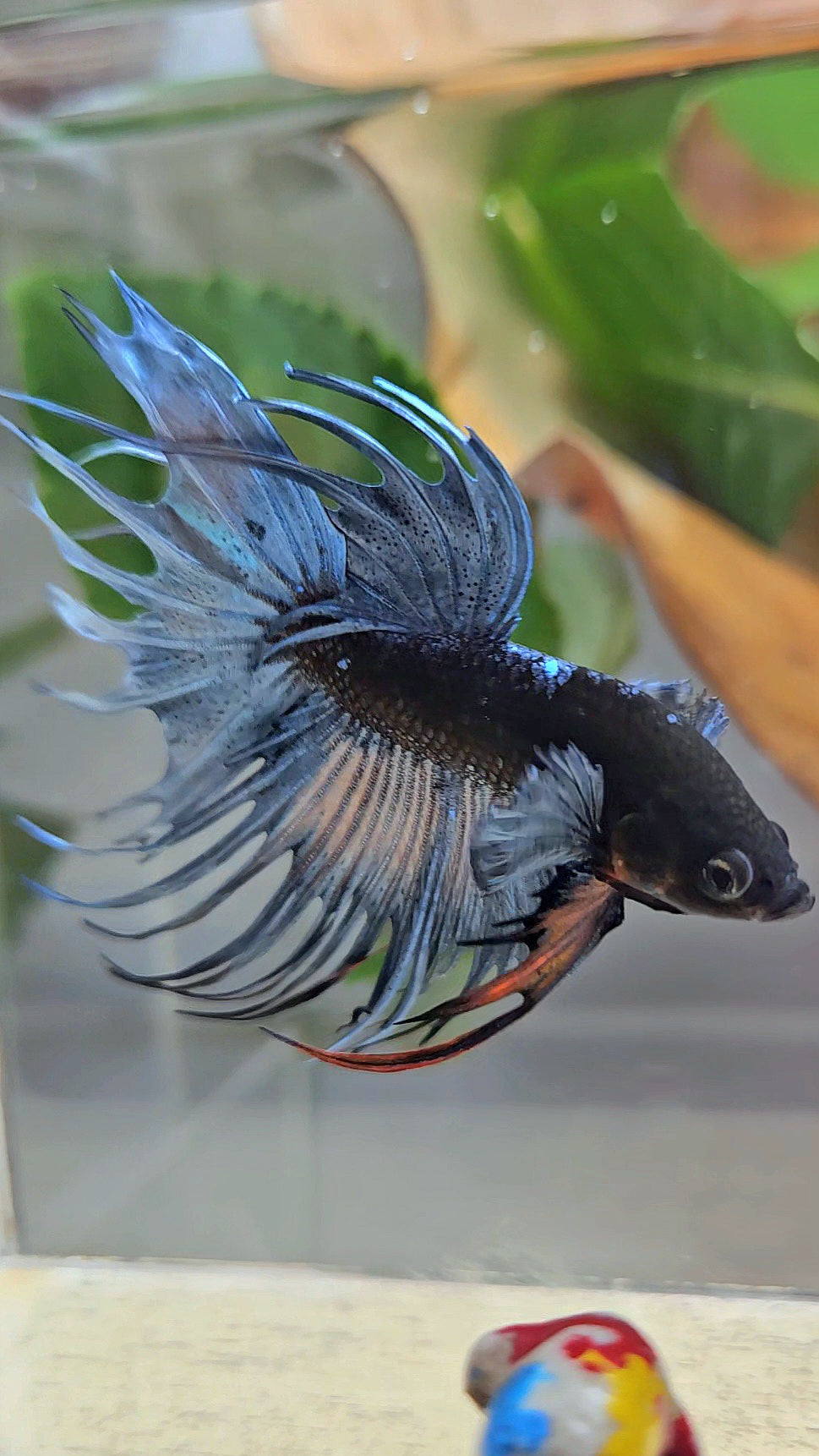 CROWNTAIL BLACK GALAXY AVATAR BLUE GRAY BETTA FISH