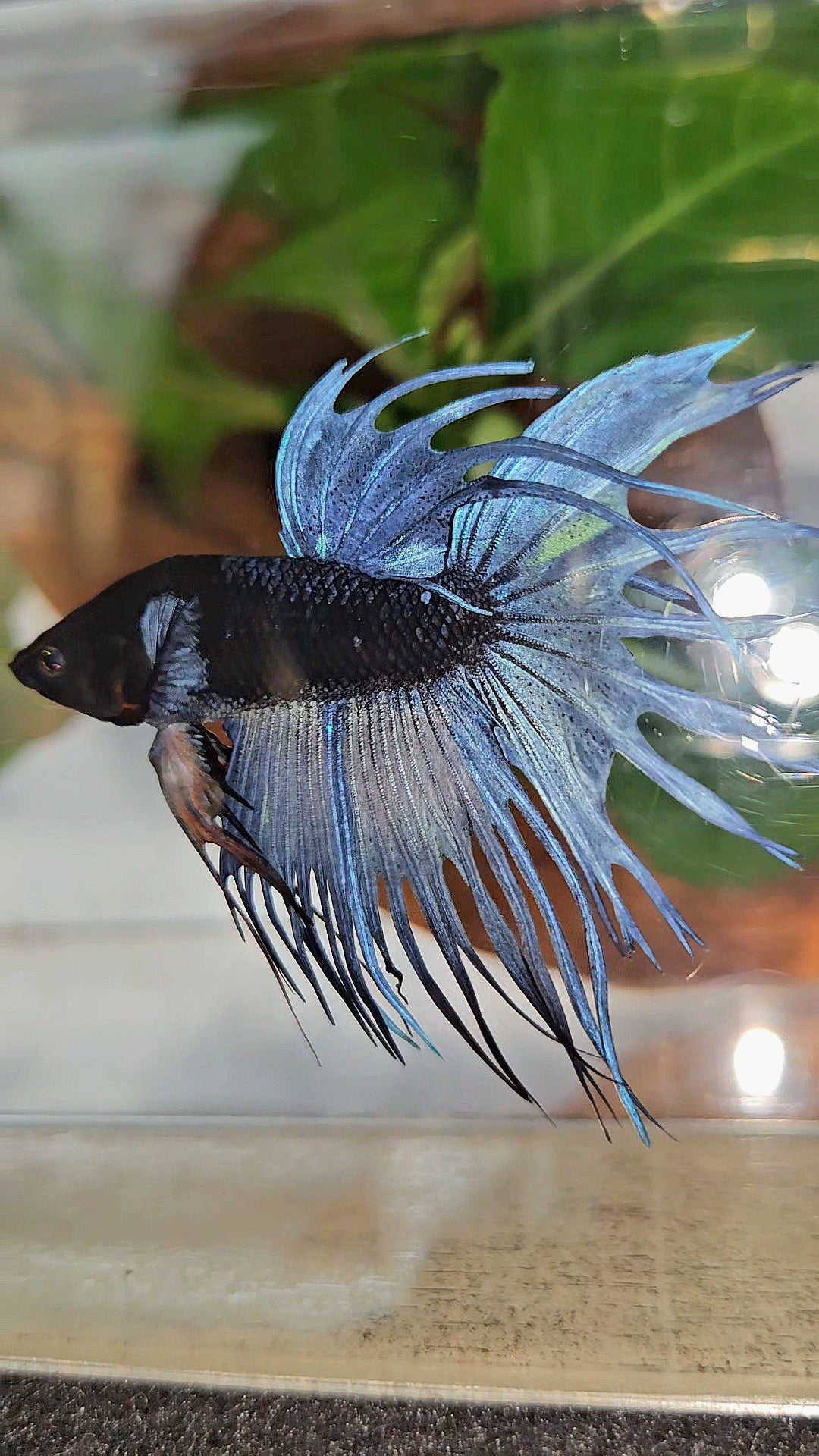 CROWNTAIL BLACK GALAXY AVATAR BLUE GRAY BETTA FISH