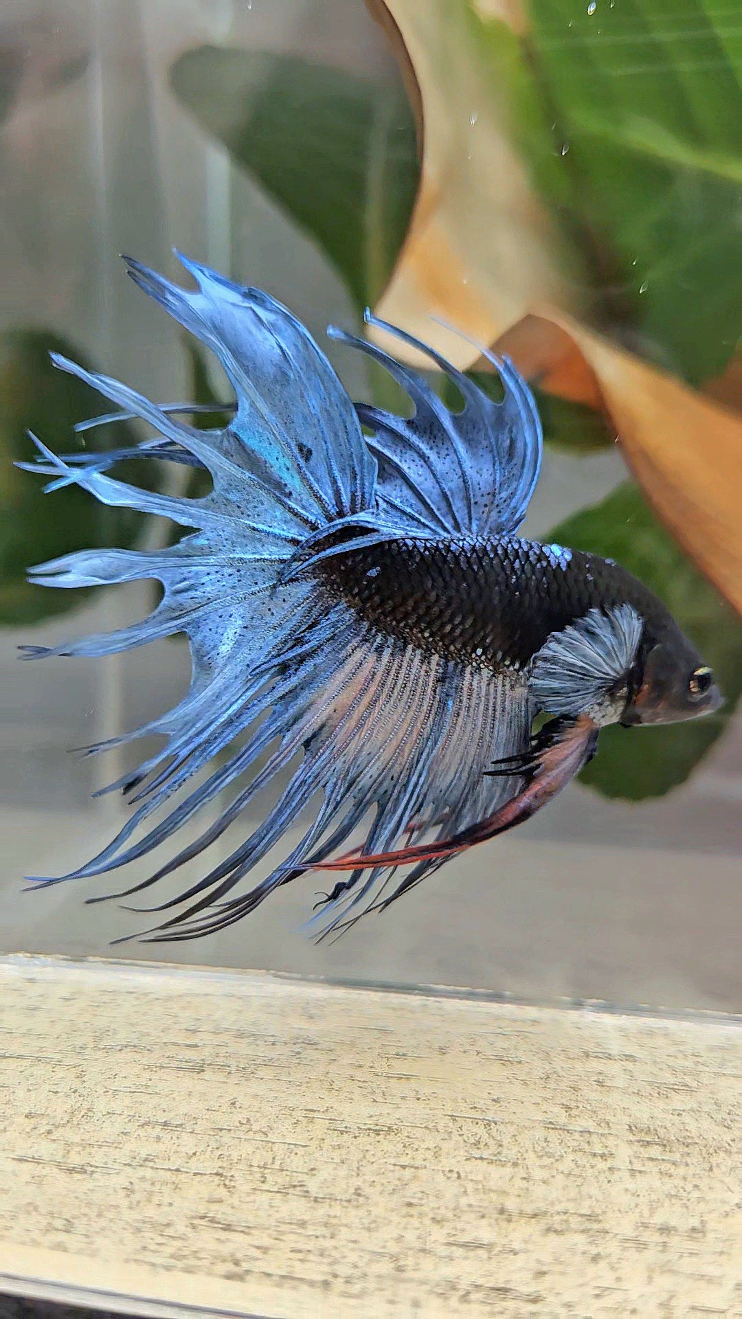 CROWNTAIL BLACK GALAXY AVATAR BLUE GRAY BETTA FISH