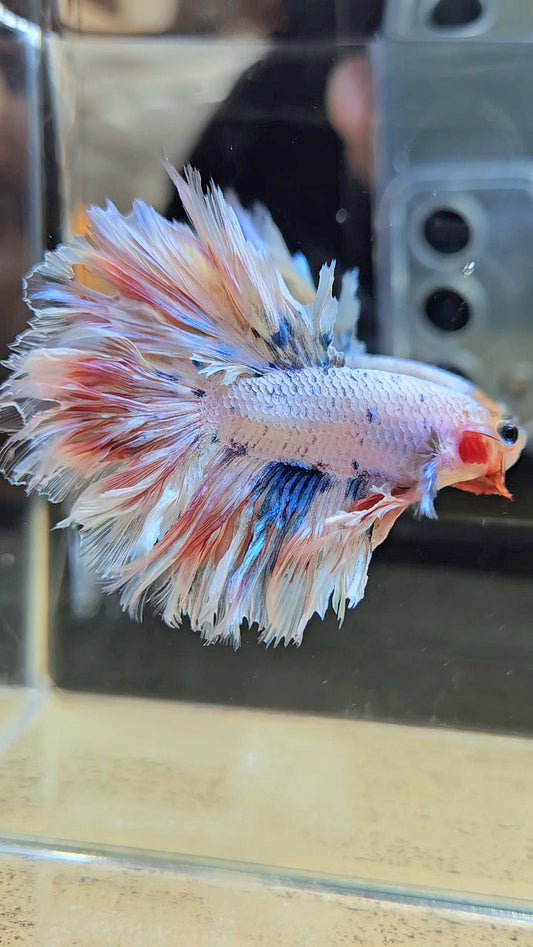 KING FEATHER TAIL HALFMOON WHITE MASCOT BETTA FISH