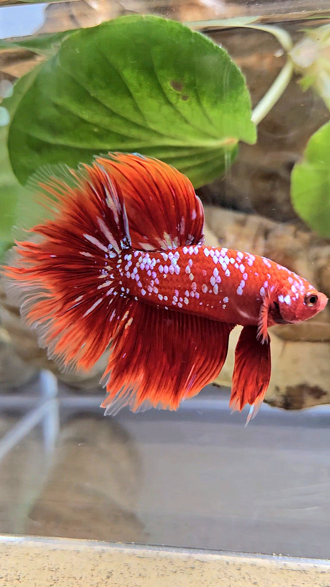 LUXURY HALFMOON ROSETAIL RED PURPLE SUPER GALAXY RPG BETTA FISH