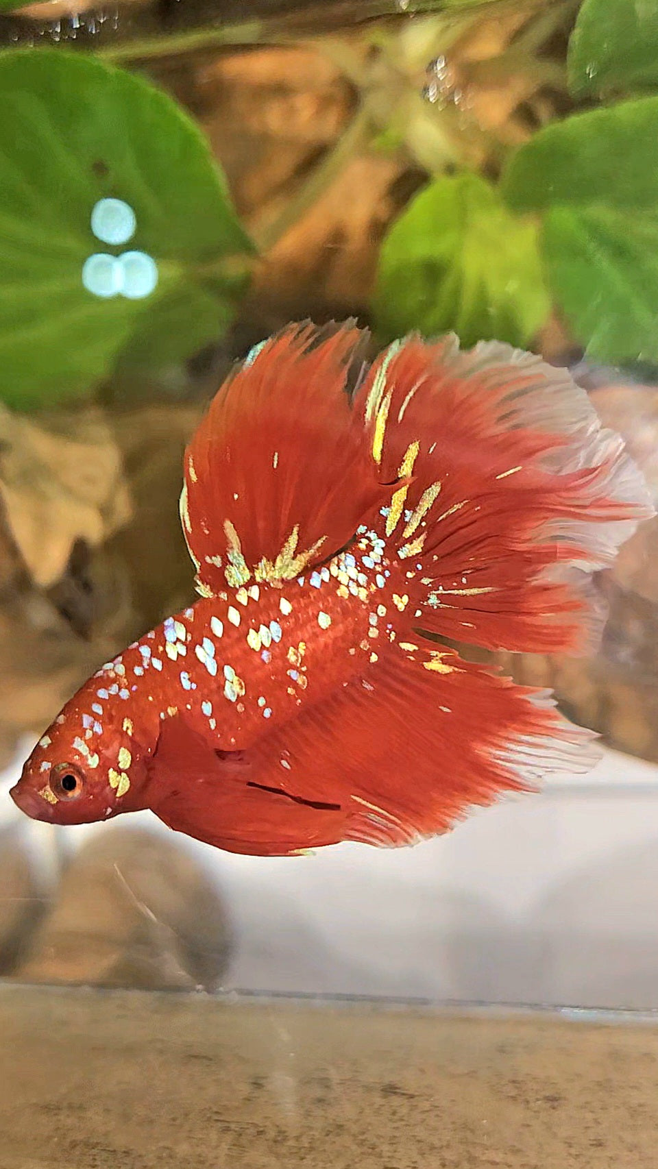 LUXURY HALFMOON ROSETAIL RED PURPLE SUPER GALAXY RPG BETTA FISH