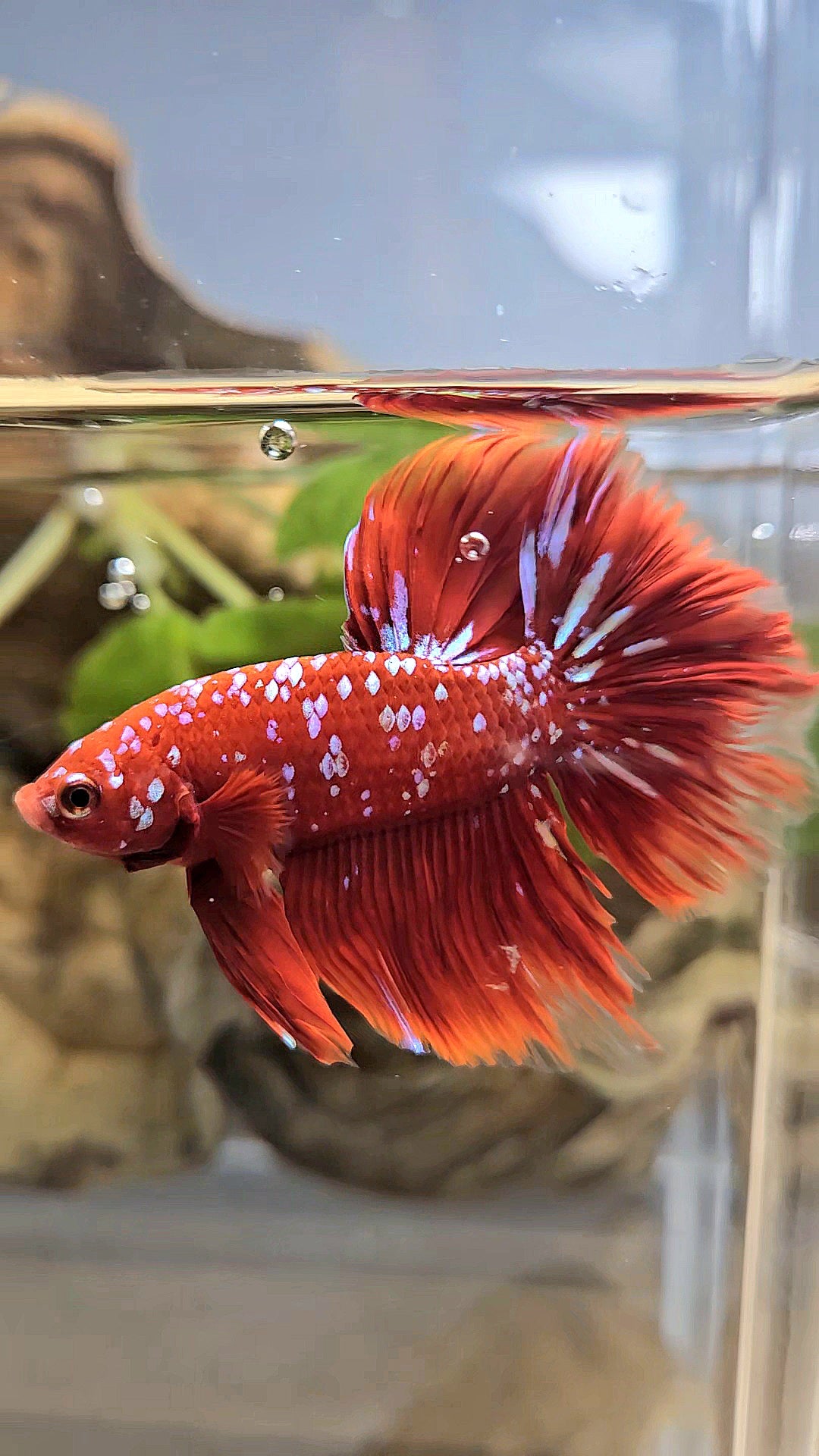 LUXURY HALFMOON ROSETAIL RED PURPLE SUPER GALAXY RPG BETTA FISH