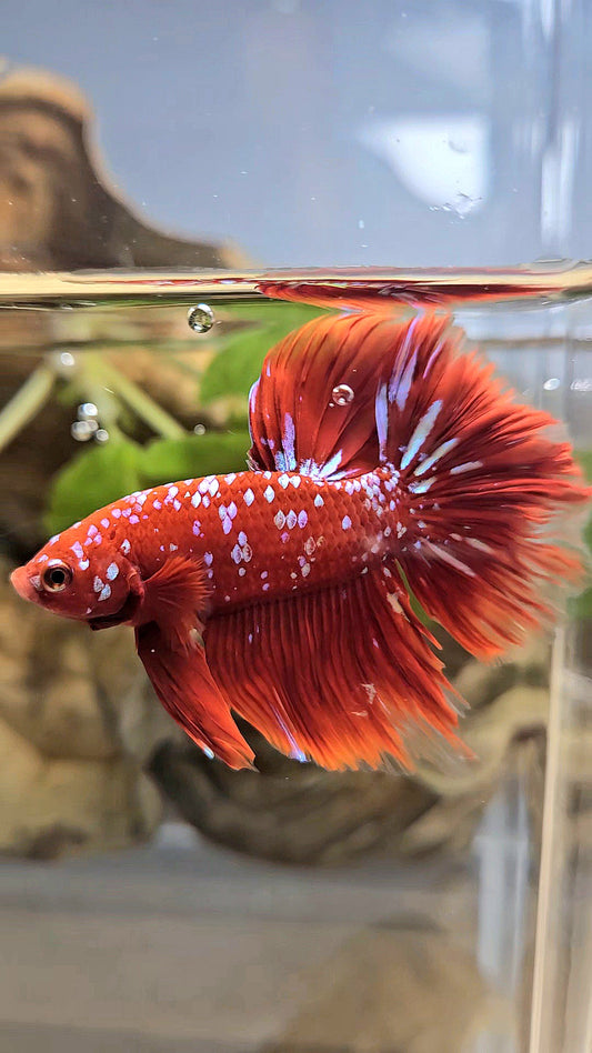LUXURY HALFMOON ROSETAIL RED PURPLE SUPER GALAXY RPG BETTA FISH