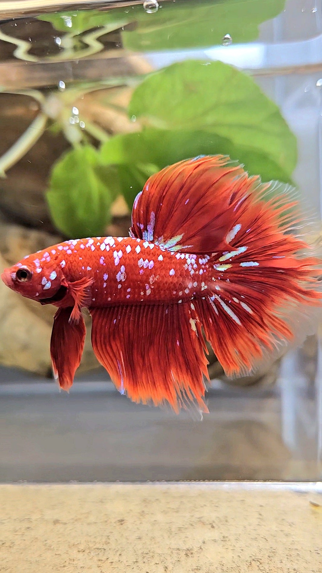 LUXURY HALFMOON ROSETAIL RED PURPLE SUPER GALAXY RPG BETTA FISH