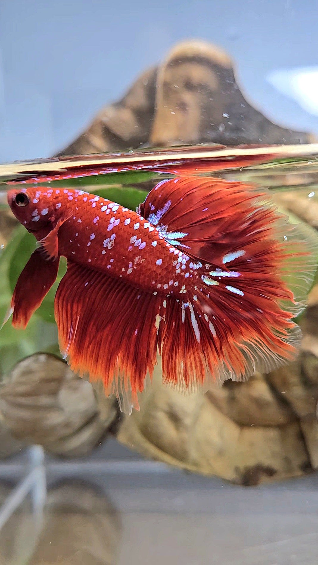 LUXURY HALFMOON ROSETAIL RED PURPLE SUPER GALAXY RPG BETTA FISH