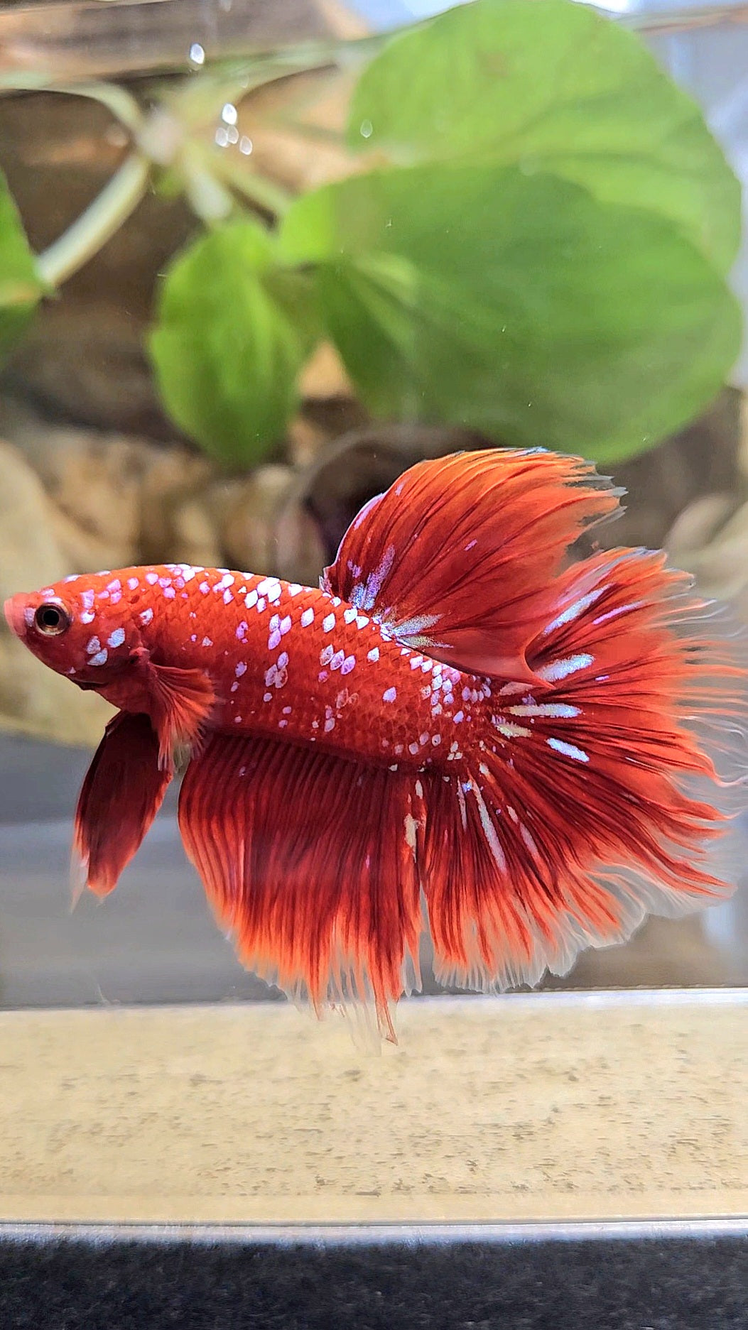 LUXURY HALFMOON ROSETAIL RED PURPLE SUPER GALAXY RPG BETTA FISH