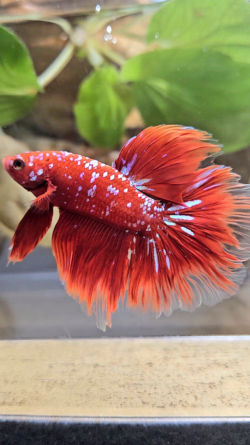 LUXURY HALFMOON ROSETAIL RED PURPLE SUPER GALAXY RPG BETTA FISH