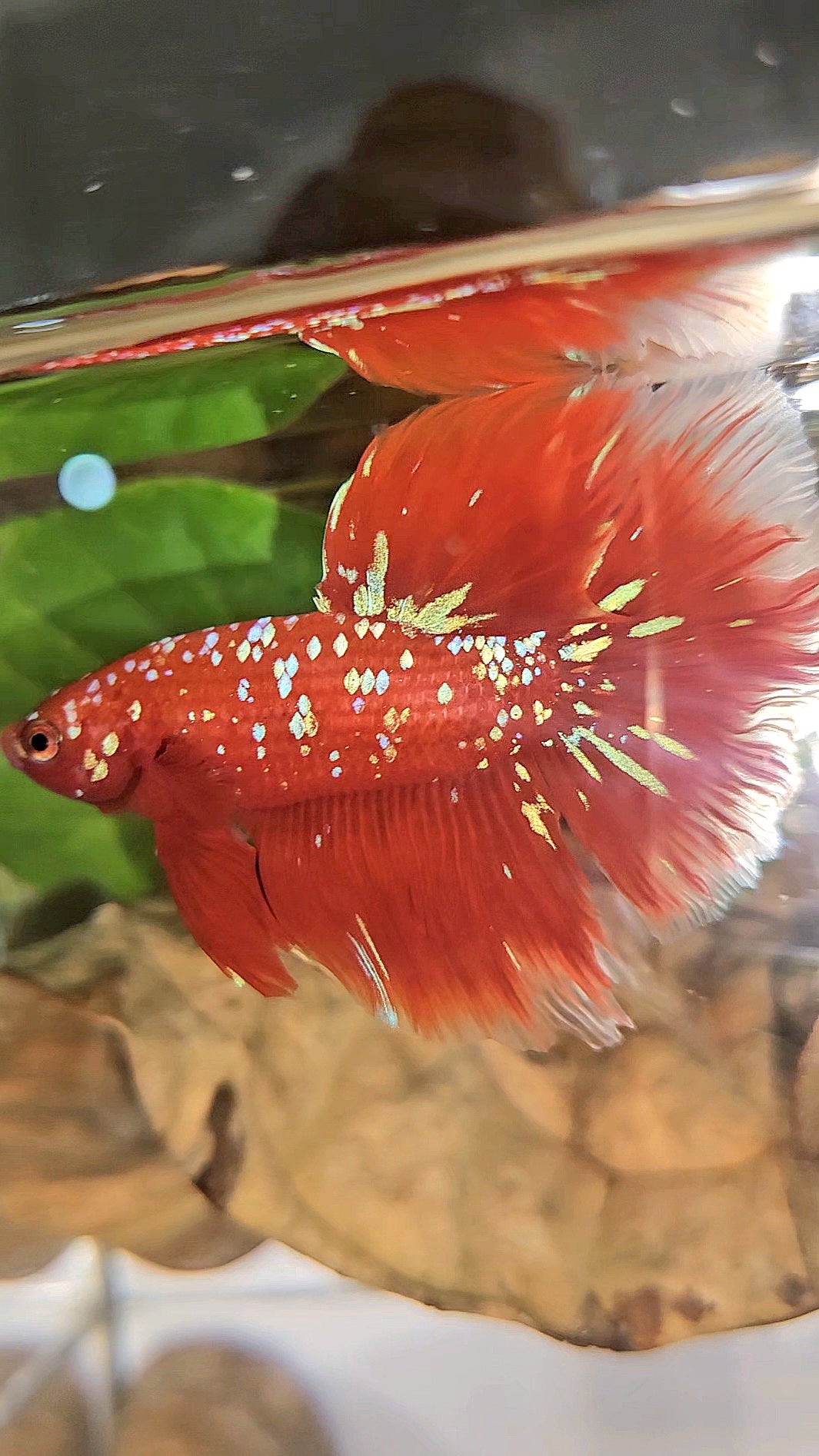 LUXURY HALFMOON ROSETAIL RED PURPLE SUPER GALAXY RPG BETTA FISH