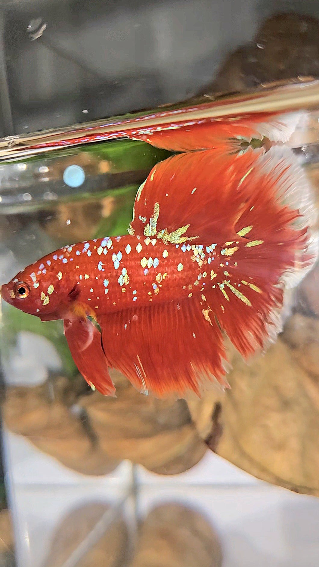 LUXURY HALFMOON ROSETAIL RED PURPLE SUPER GALAXY RPG BETTA FISH