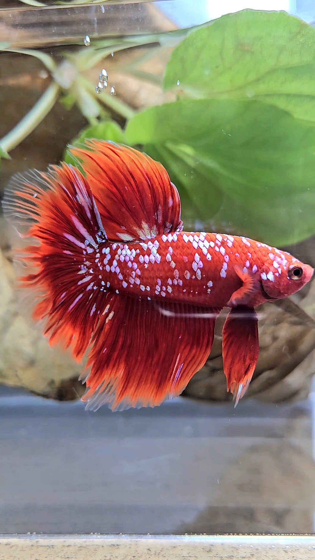 LUXURY HALFMOON ROSETAIL RED PURPLE SUPER GALAXY RPG BETTA FISH