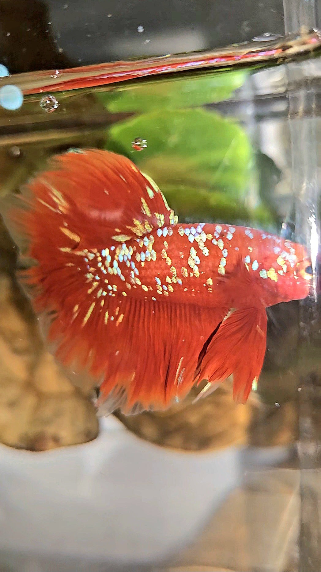 LUXURY HALFMOON ROSETAIL RED PURPLE SUPER GALAXY RPG BETTA FISH