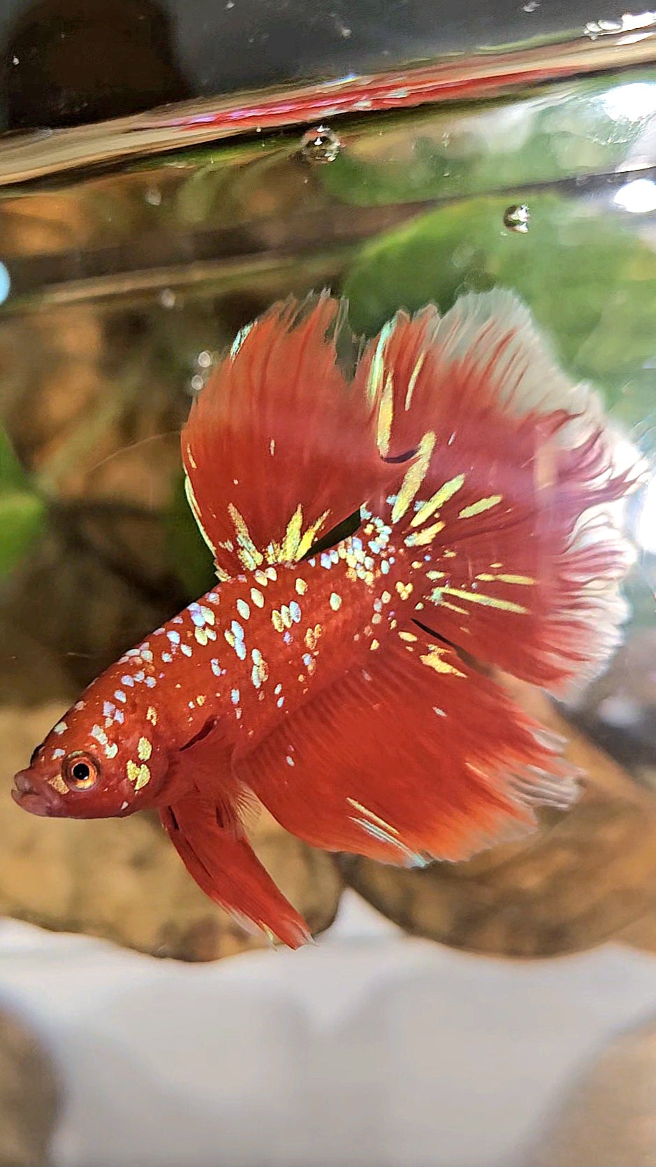 LUXURY HALFMOON ROSETAIL RED PURPLE SUPER GALAXY RPG BETTA FISH