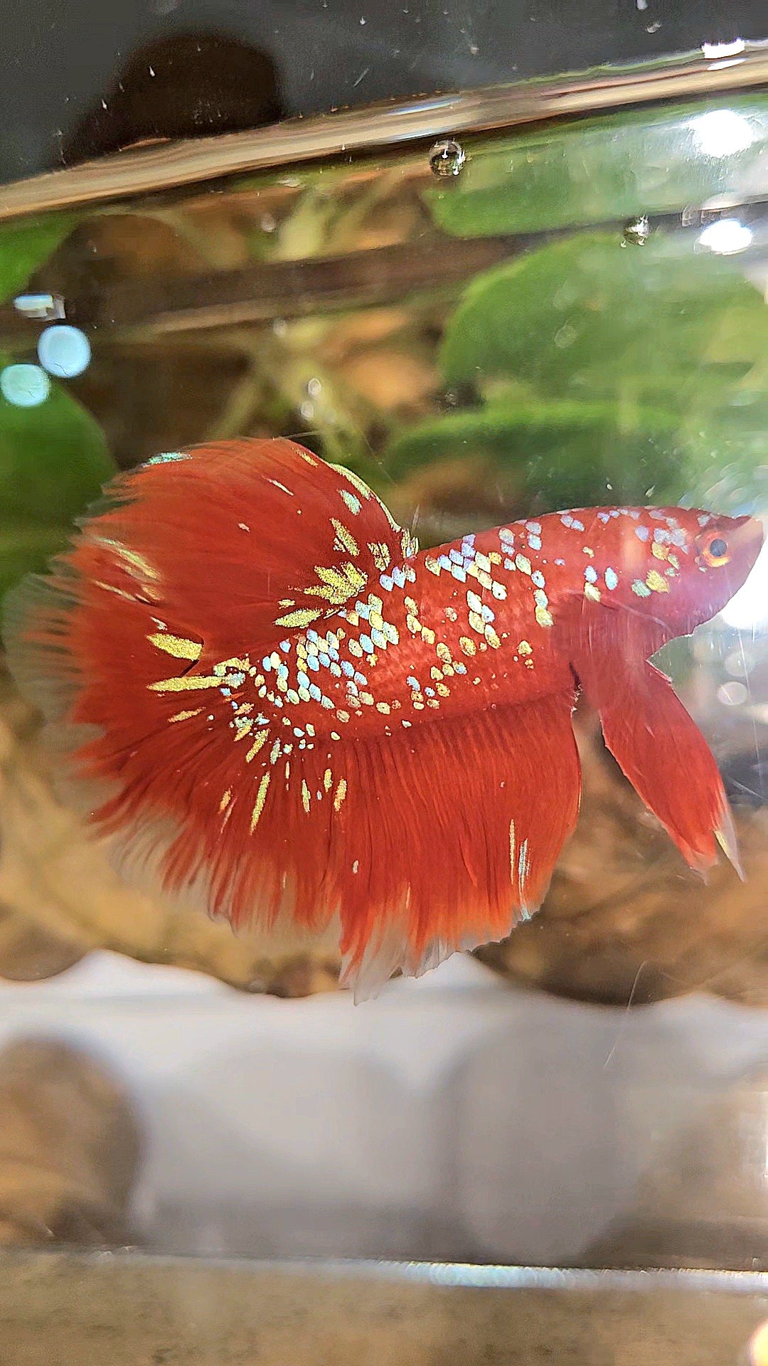 LUXURY HALFMOON ROSETAIL RED PURPLE SUPER GALAXY RPG BETTA FISH