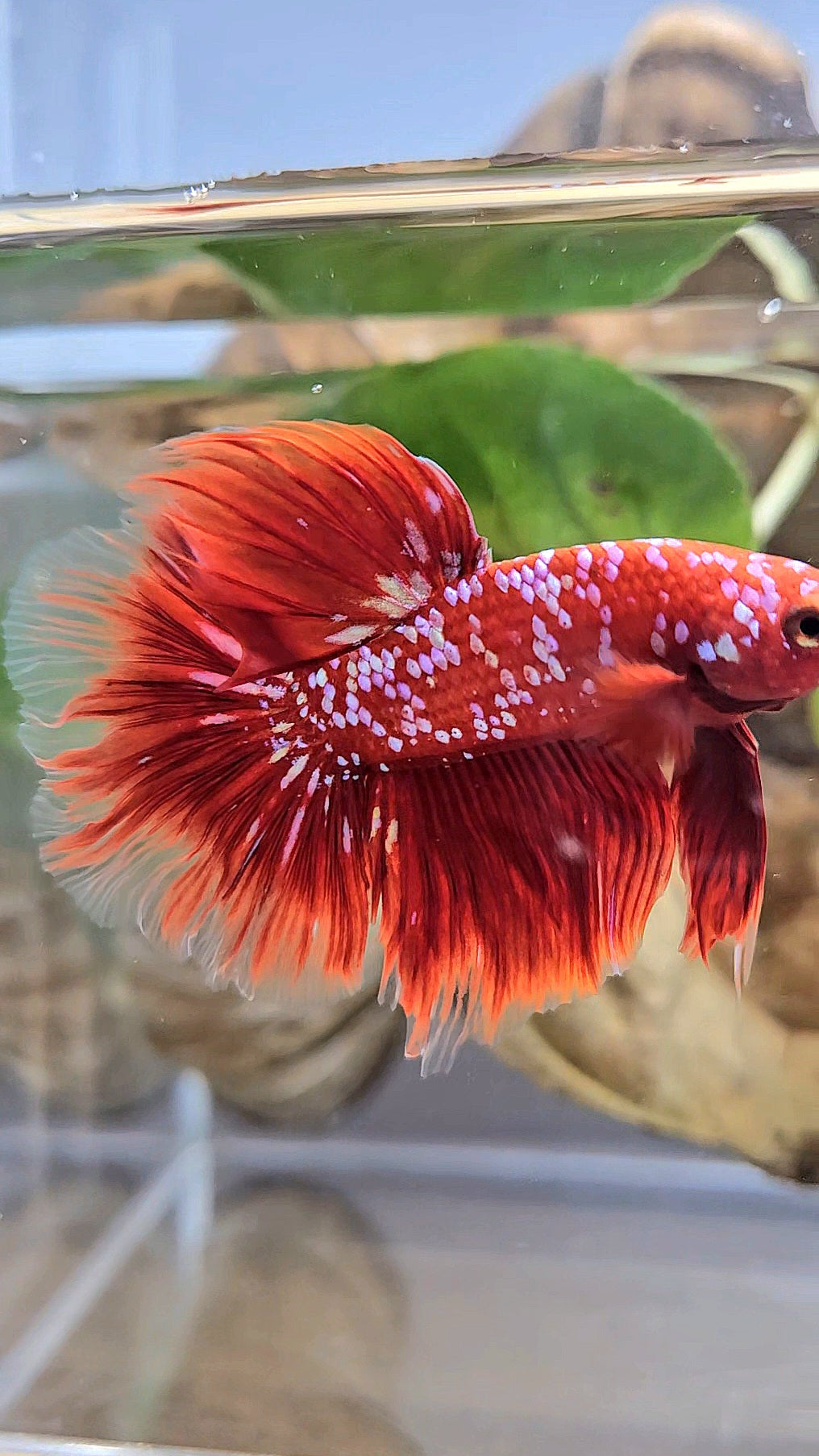 LUXURY HALFMOON ROSETAIL RED PURPLE SUPER GALAXY RPG BETTA FISH