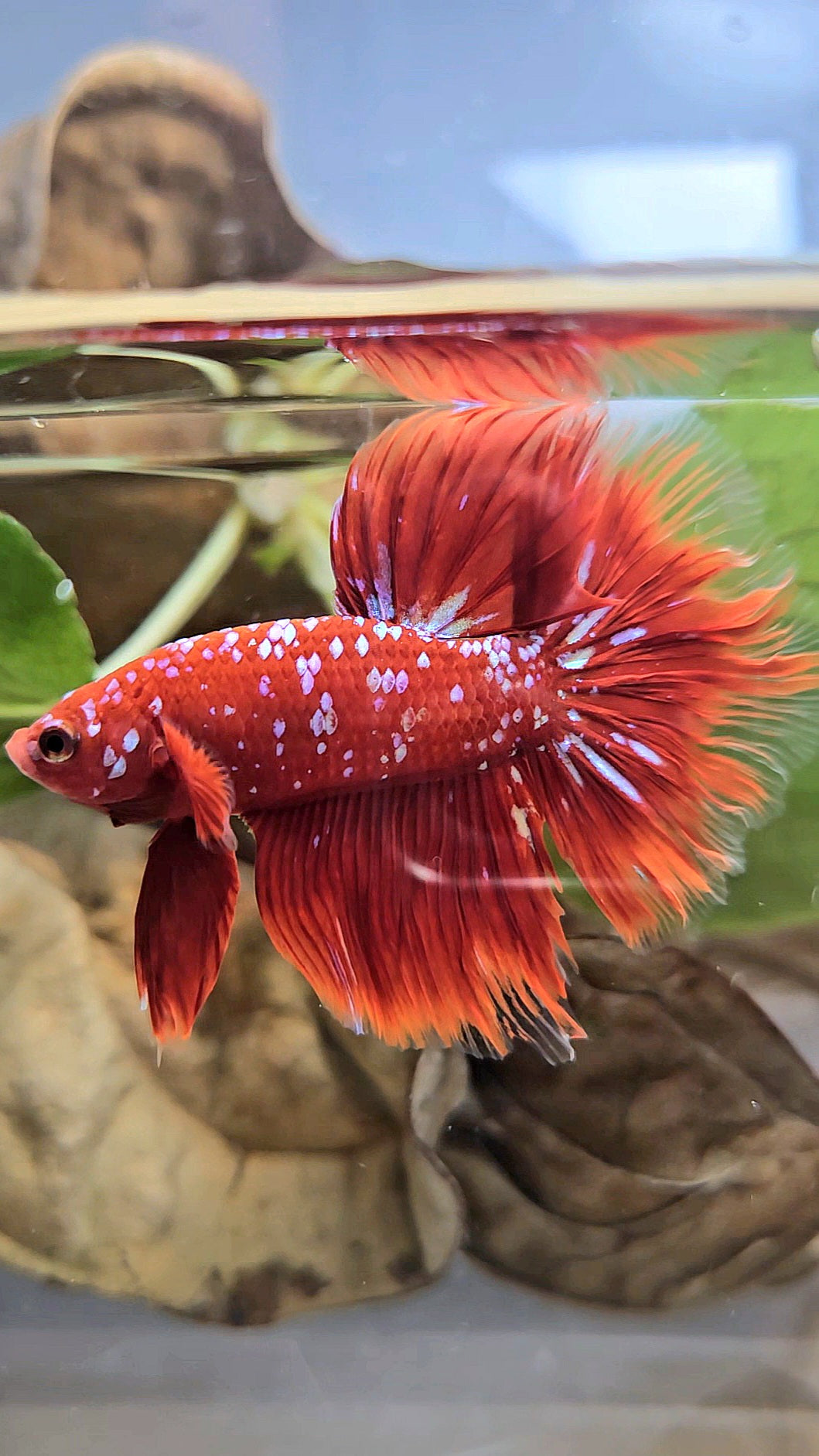 LUXURY HALFMOON ROSETAIL RED PURPLE SUPER GALAXY RPG BETTA FISH