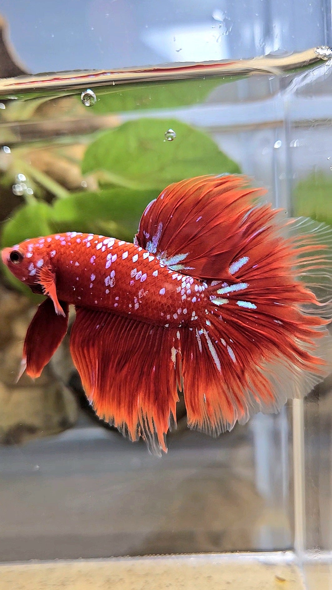 LUXURY HALFMOON ROSETAIL RED PURPLE SUPER GALAXY RPG BETTA FISH
