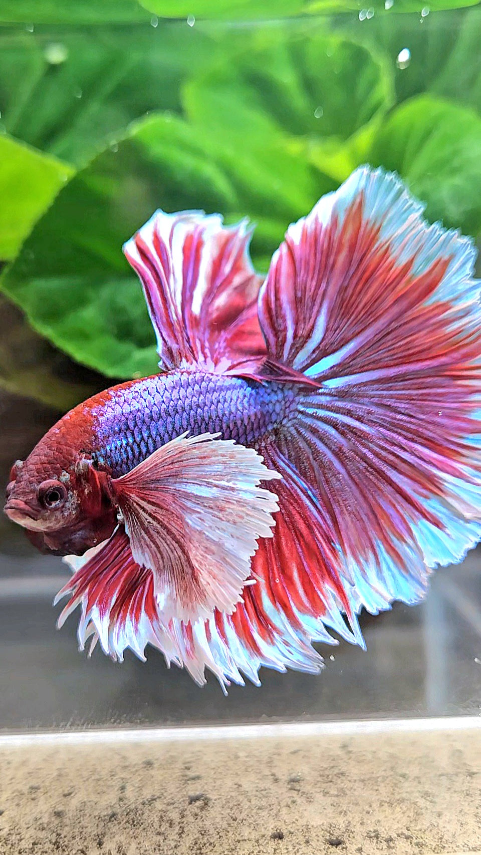 XL HALFMOON SUPER DUMBO EAR ROSETAIL PURPLE MAGENTA BETTA FISH
