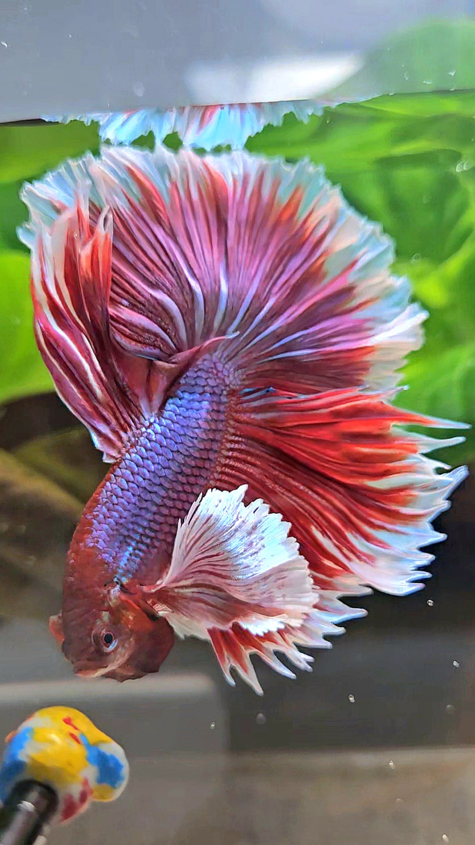 XL HALFMOON SUPER DUMBO EAR ROSETAIL PURPLE MAGENTA BETTA FISH