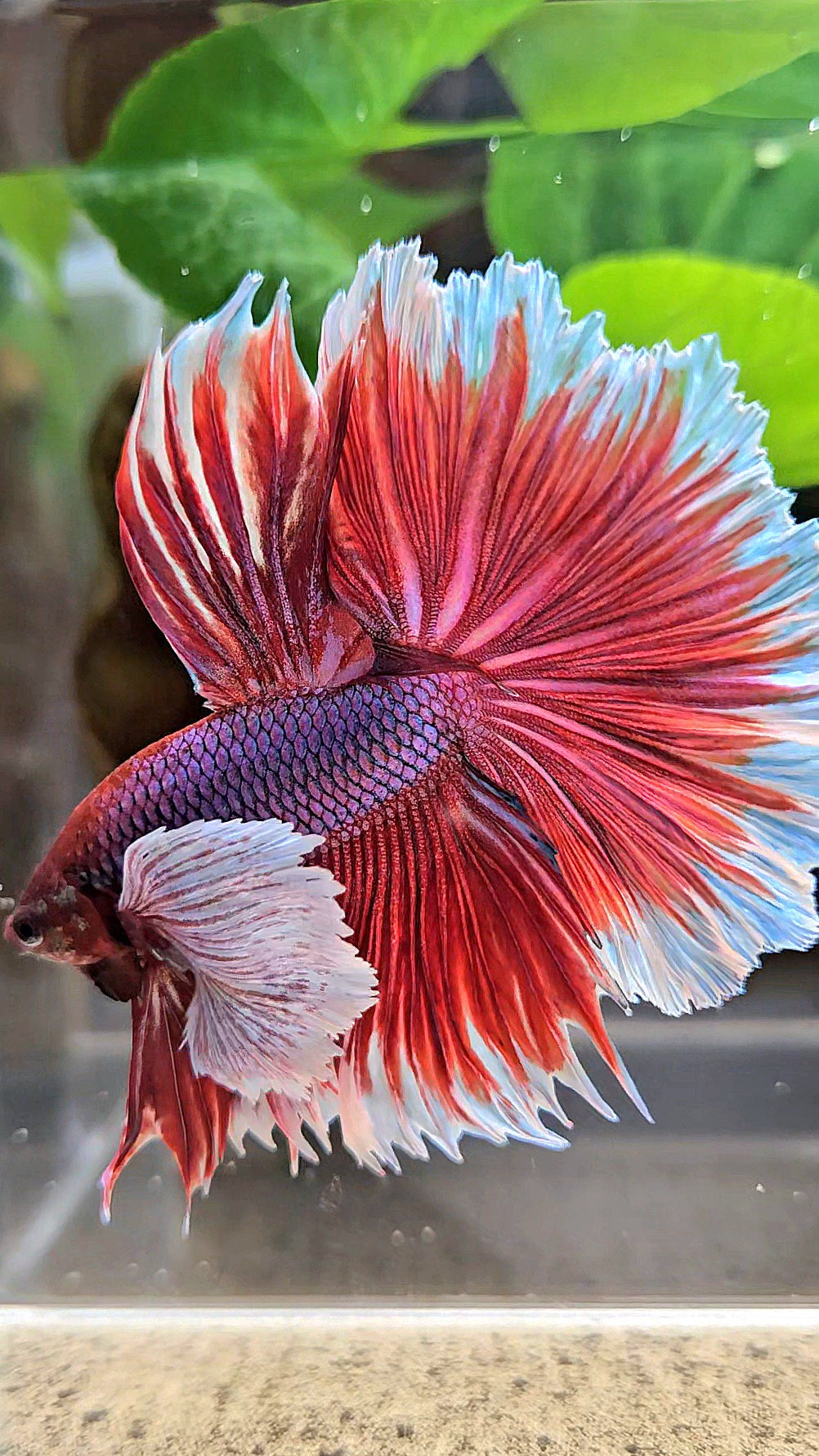 XL HALFMOON SUPER DUMBO EAR ROSETAIL PURPLE MAGENTA BETTA FISH
