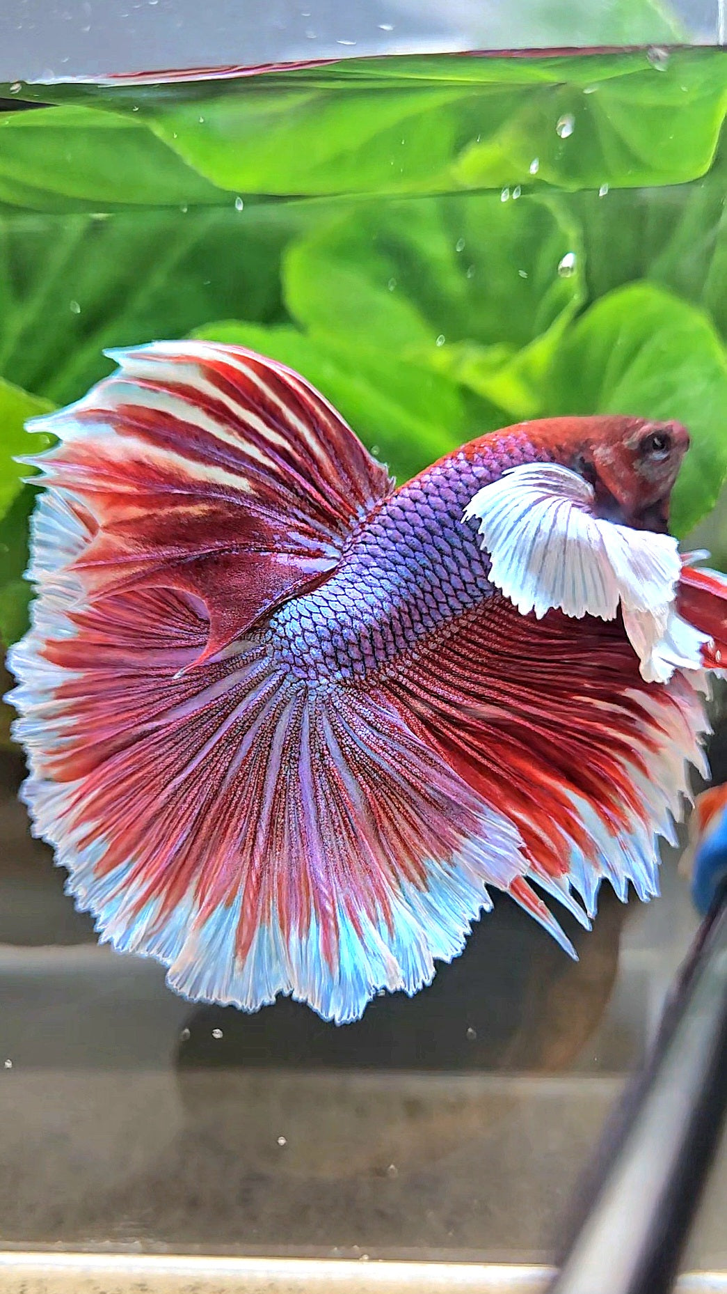 XL HALFMOON SUPER DUMBO EAR ROSETAIL PURPLE MAGENTA BETTA FISH