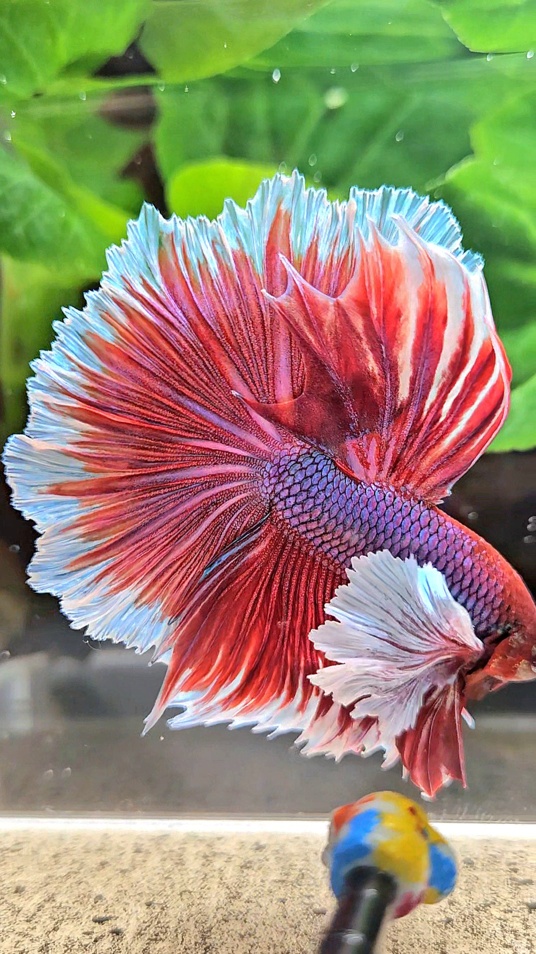 XL HALFMOON SUPER DUMBO EAR ROSETAIL PURPLE MAGENTA BETTA FISH