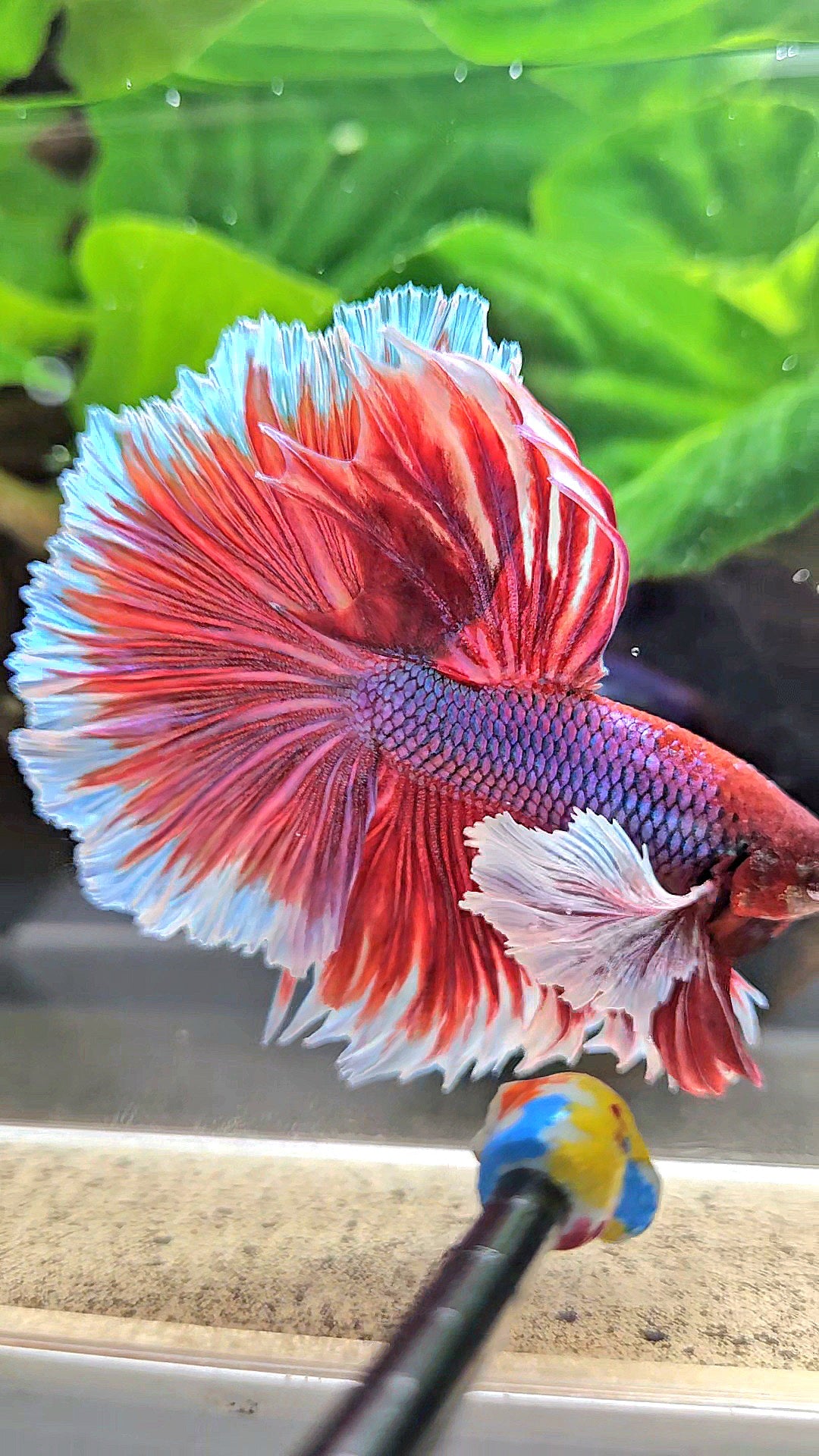 XL HALFMOON SUPER DUMBO EAR ROSETAIL PURPLE MAGENTA BETTA FISH