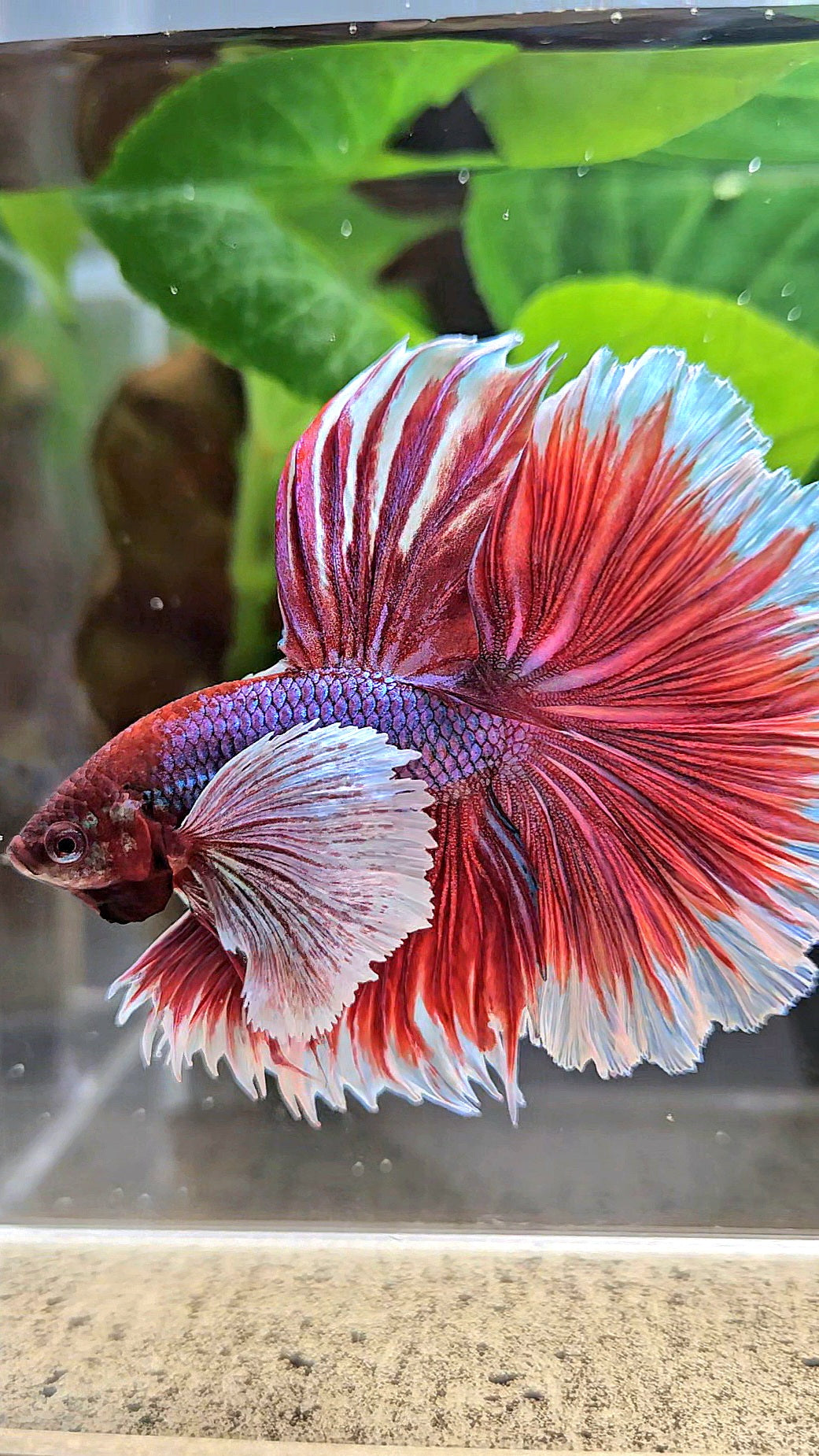 XL HALFMOON SUPER DUMBO EAR ROSETAIL PURPLE MAGENTA BETTA FISH