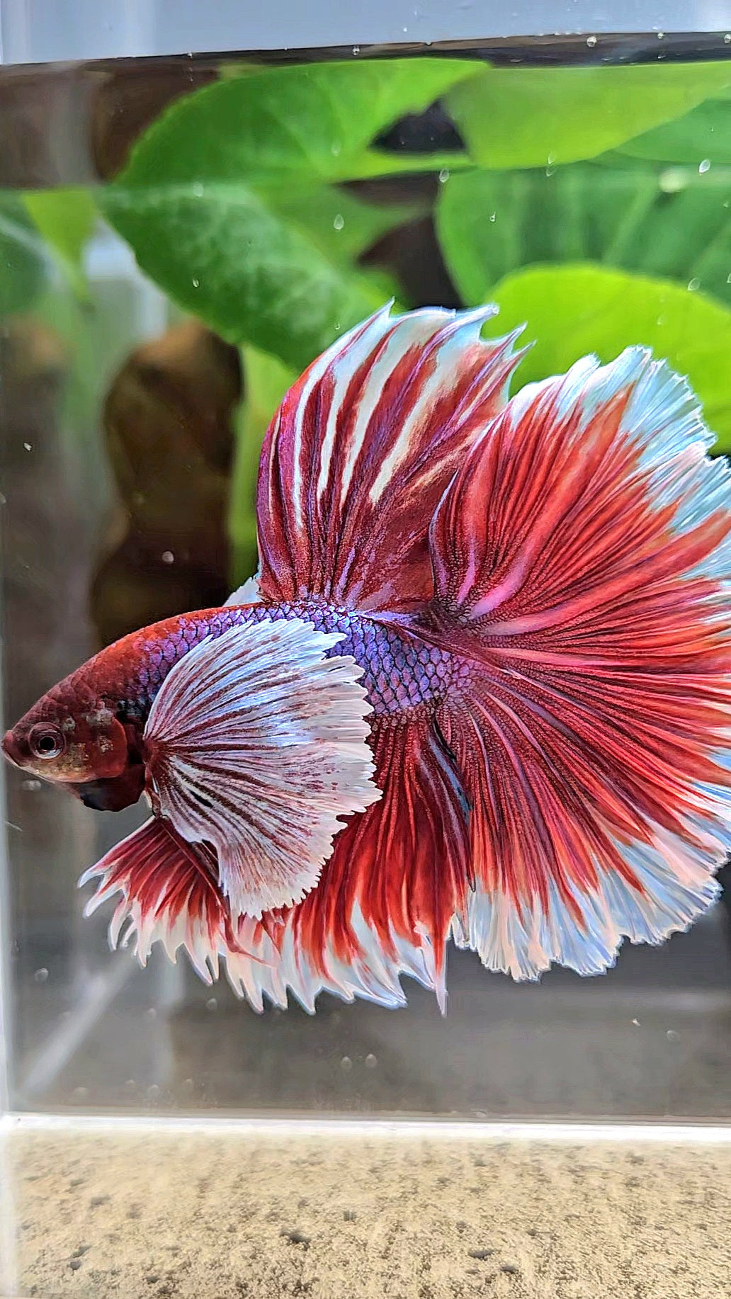 XL HALFMOON SUPER DUMBO EAR ROSETAIL PURPLE MAGENTA BETTA FISH