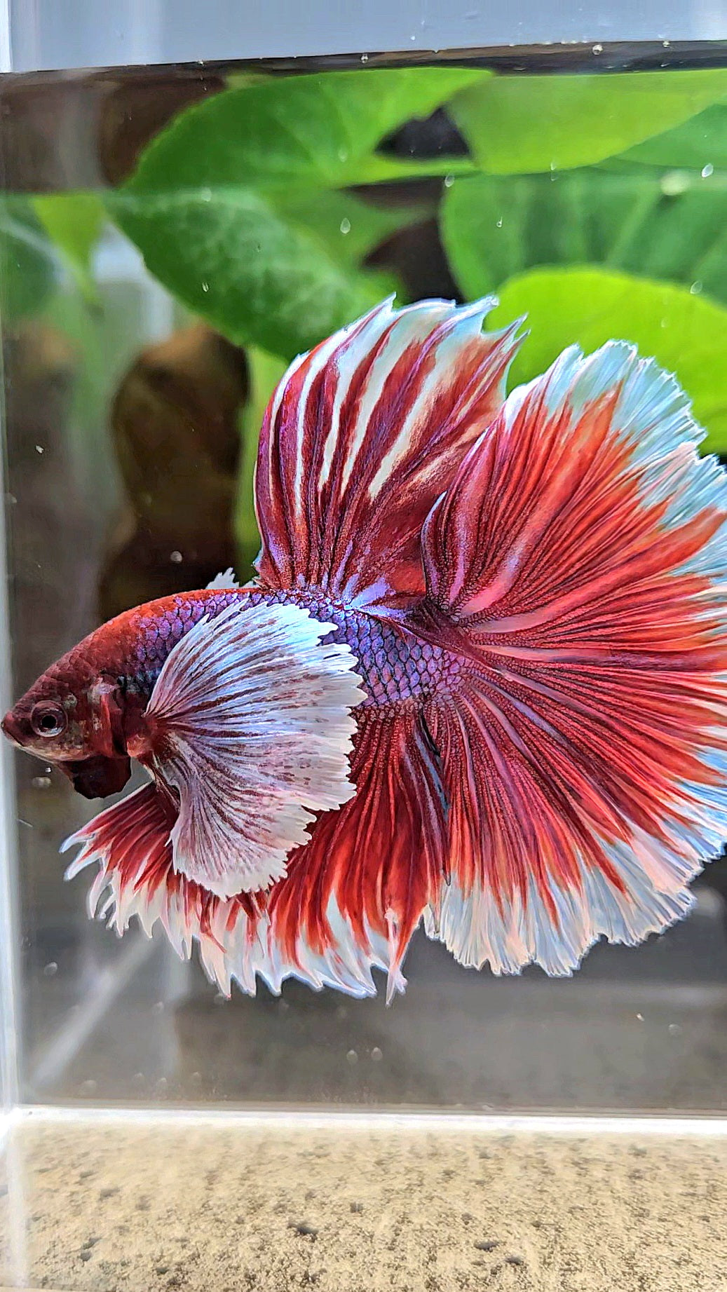 XL HALFMOON SUPER DUMBO EAR ROSETAIL PURPLE MAGENTA BETTA FISH