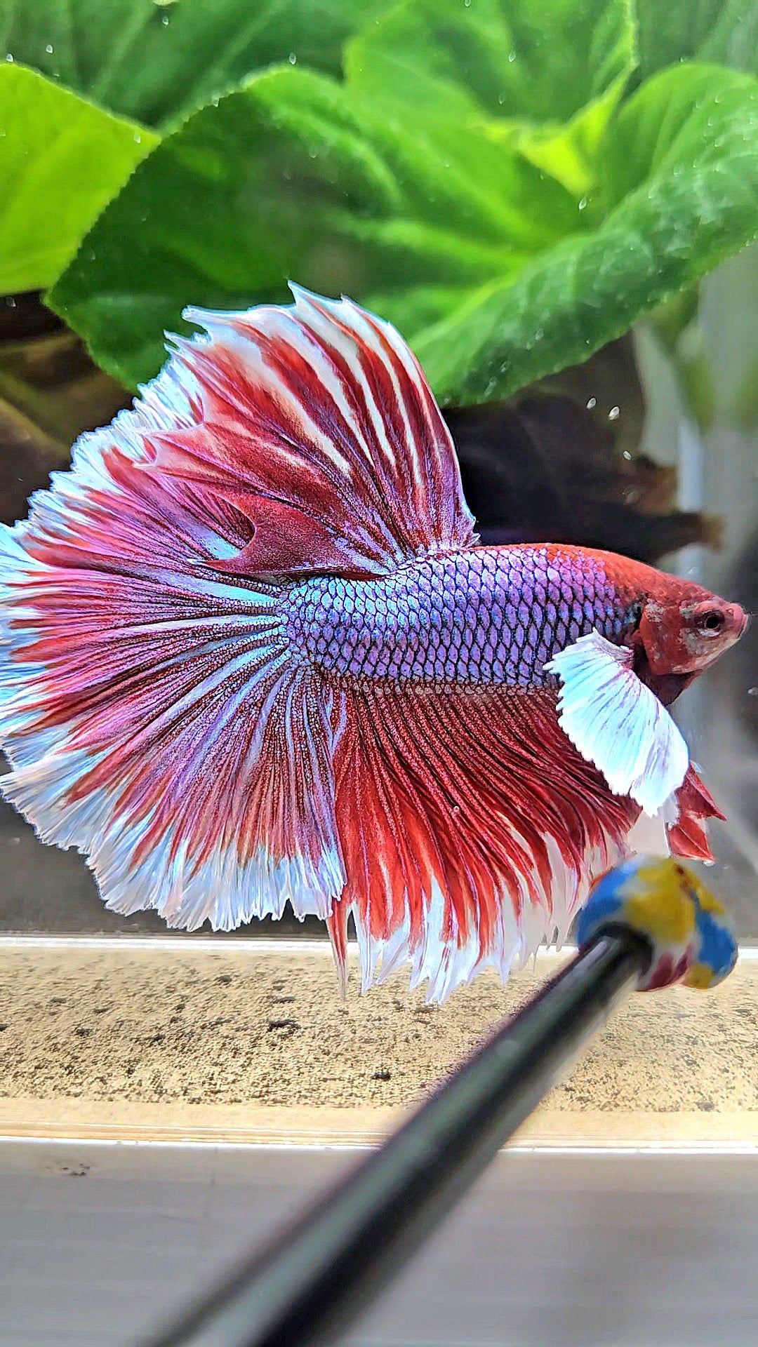 XL HALFMOON SUPER DUMBO EAR ROSETAIL PURPLE MAGENTA BETTA FISH