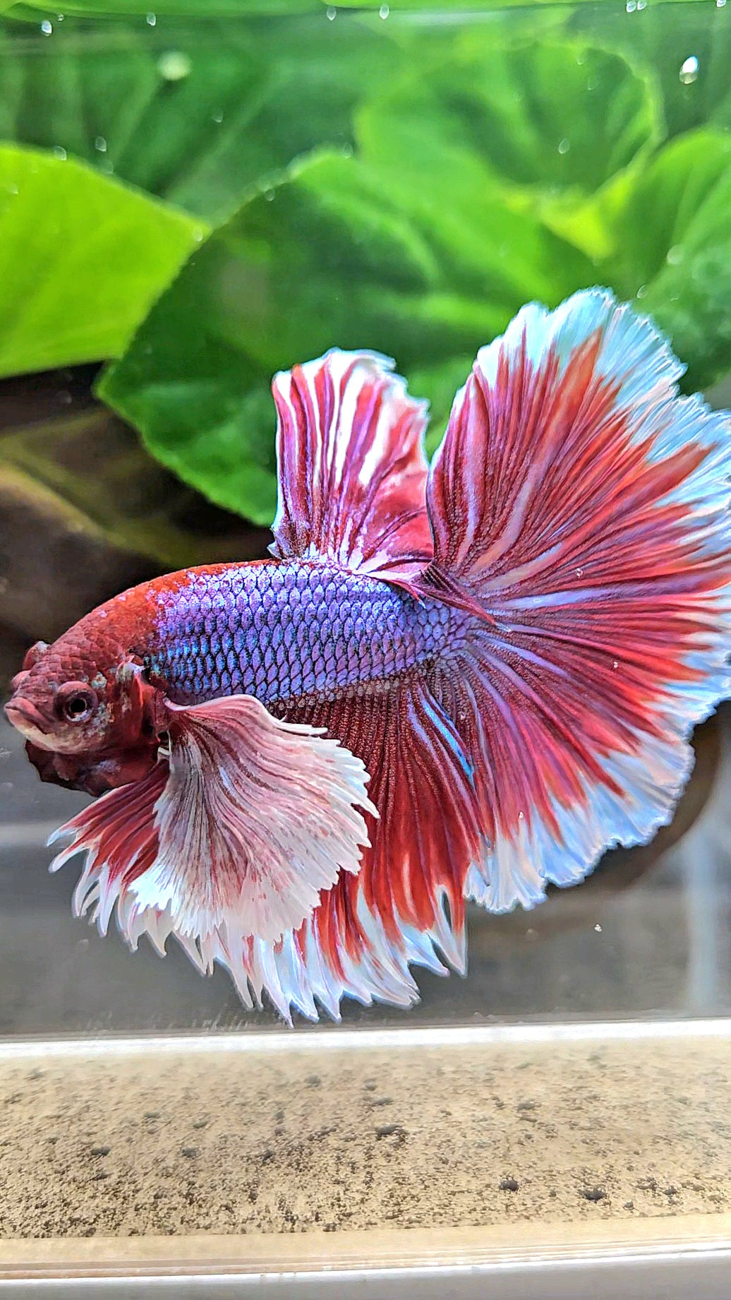 XL HALFMOON SUPER DUMBO EAR ROSETAIL PURPLE MAGENTA BETTA FISH
