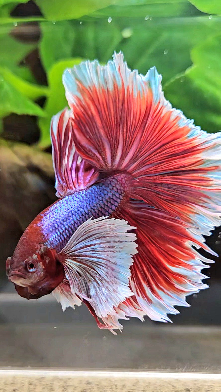 XL HALFMOON SUPER DUMBO EAR ROSETAIL PURPLE MAGENTA BETTA FISH