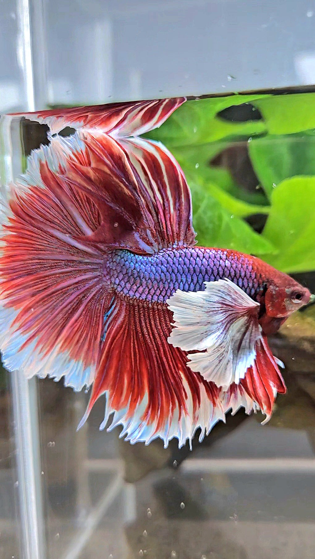 XL HALFMOON SUPER DUMBO EAR ROSETAIL PURPLE MAGENTA BETTA FISH