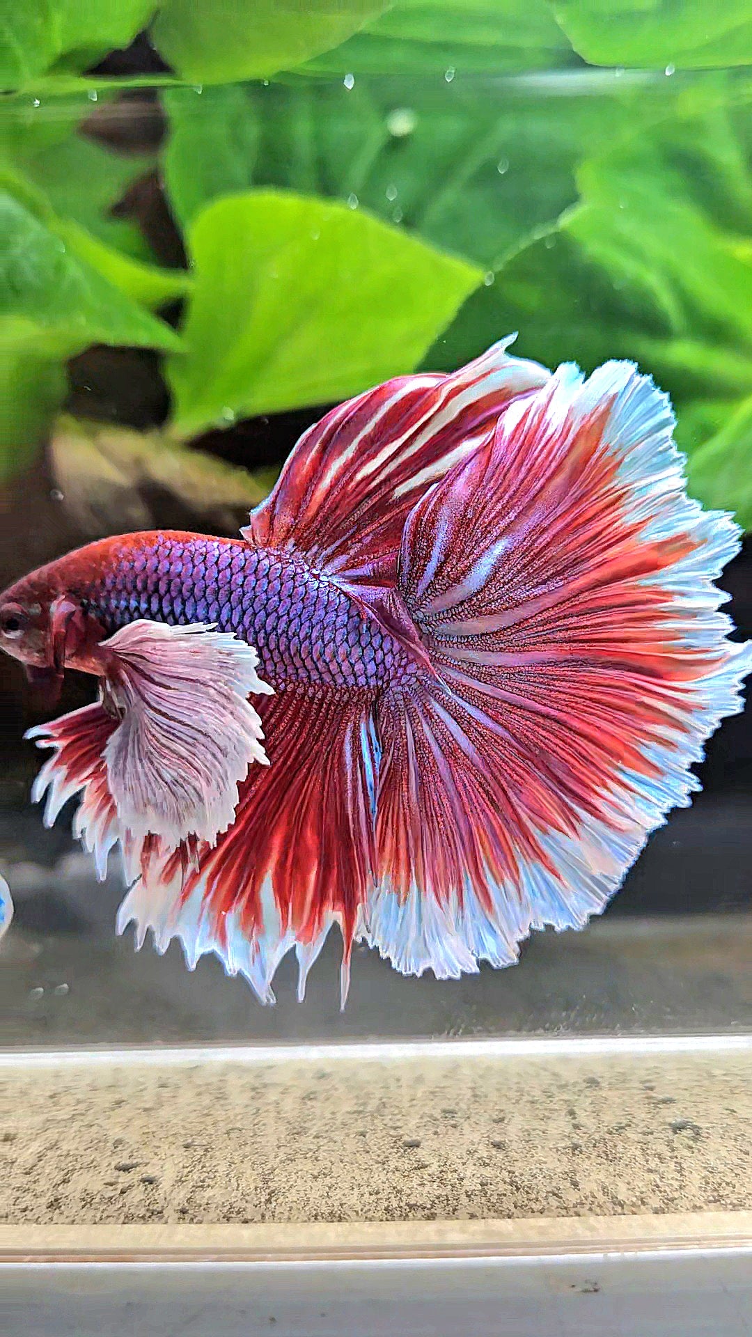 XL HALFMOON SUPER DUMBO EAR ROSETAIL PURPLE MAGENTA BETTA FISH