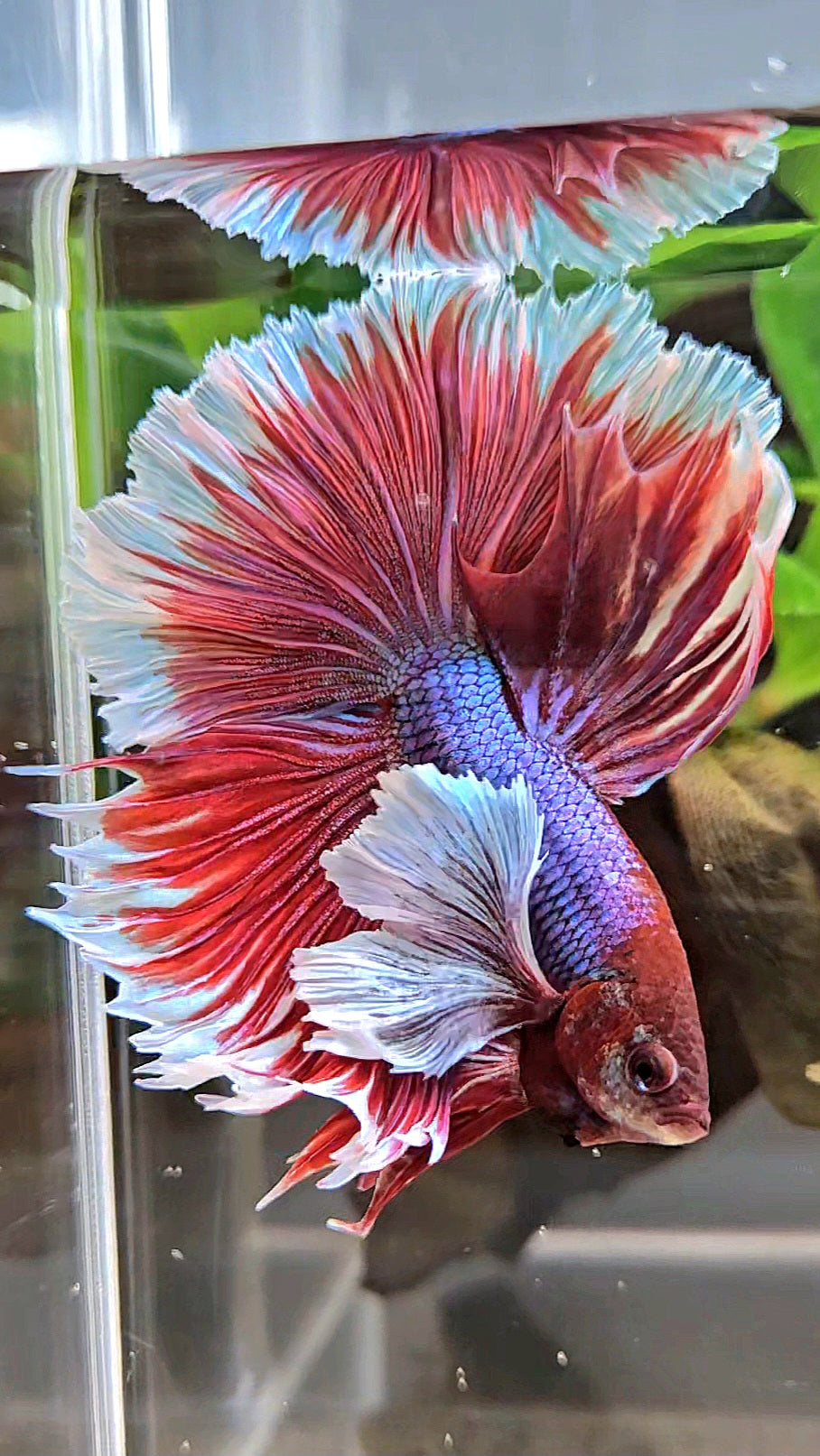 XL HALFMOON SUPER DUMBO EAR ROSETAIL PURPLE MAGENTA BETTA FISH