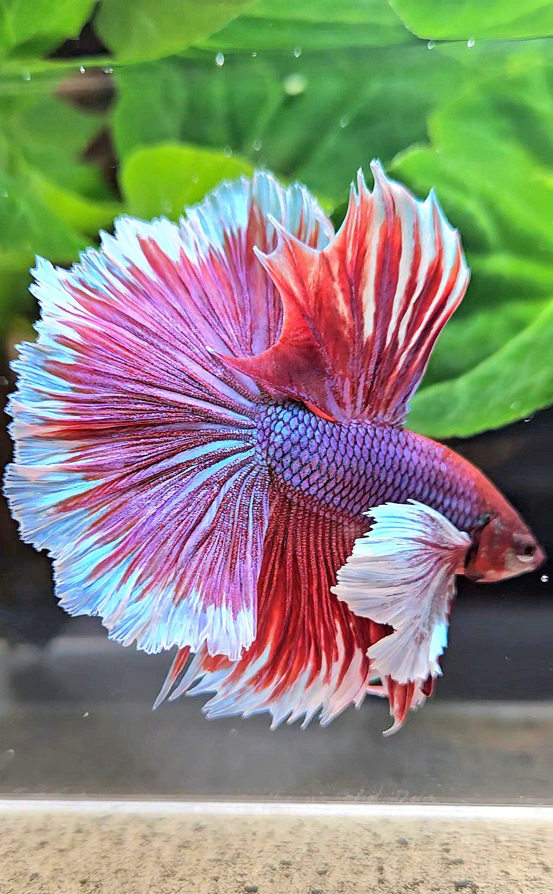 XL HALFMOON SUPER DUMBO EAR ROSETAIL PURPLE MAGENTA BETTA FISH