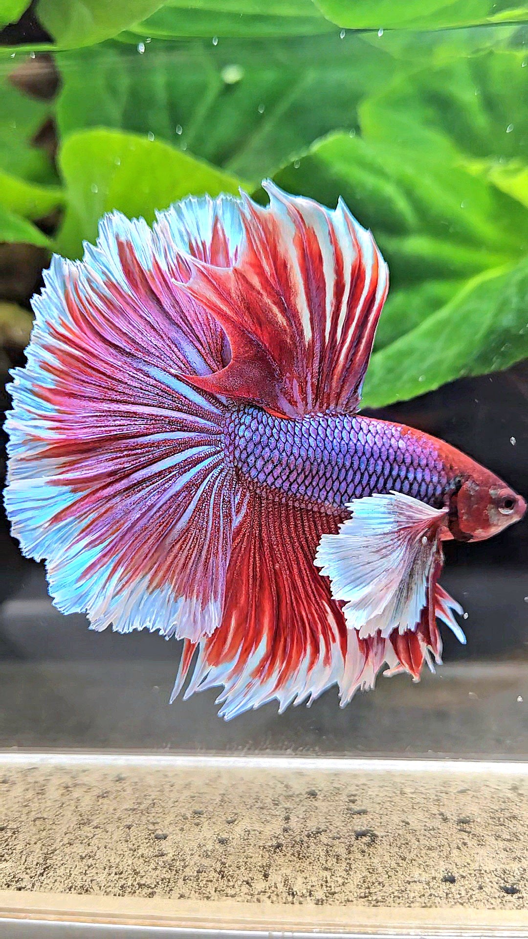 XL HALFMOON SUPER DUMBO EAR ROSETAIL PURPLE MAGENTA BETTA FISH