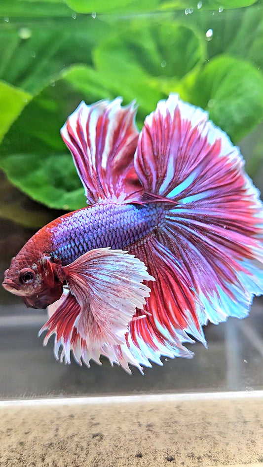 XL HALFMOON SUPER DUMBO EAR ROSETAIL PURPLE MAGENTA BETTA FISH