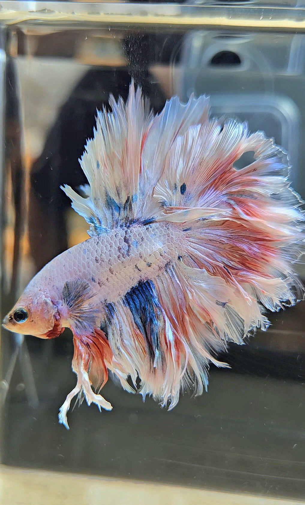 KING FEATHER TAIL HALFMOON WHITE MASCOT BETTA FISH