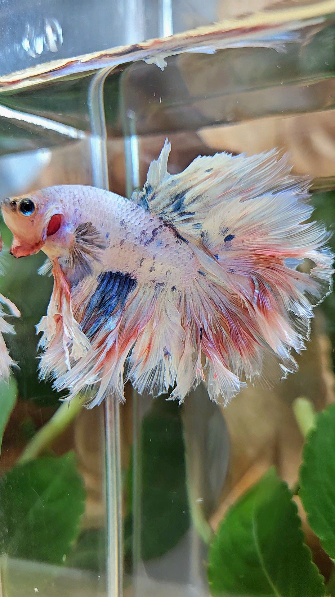 KING FEATHER TAIL HALFMOON WHITE MASCOT BETTA FISH