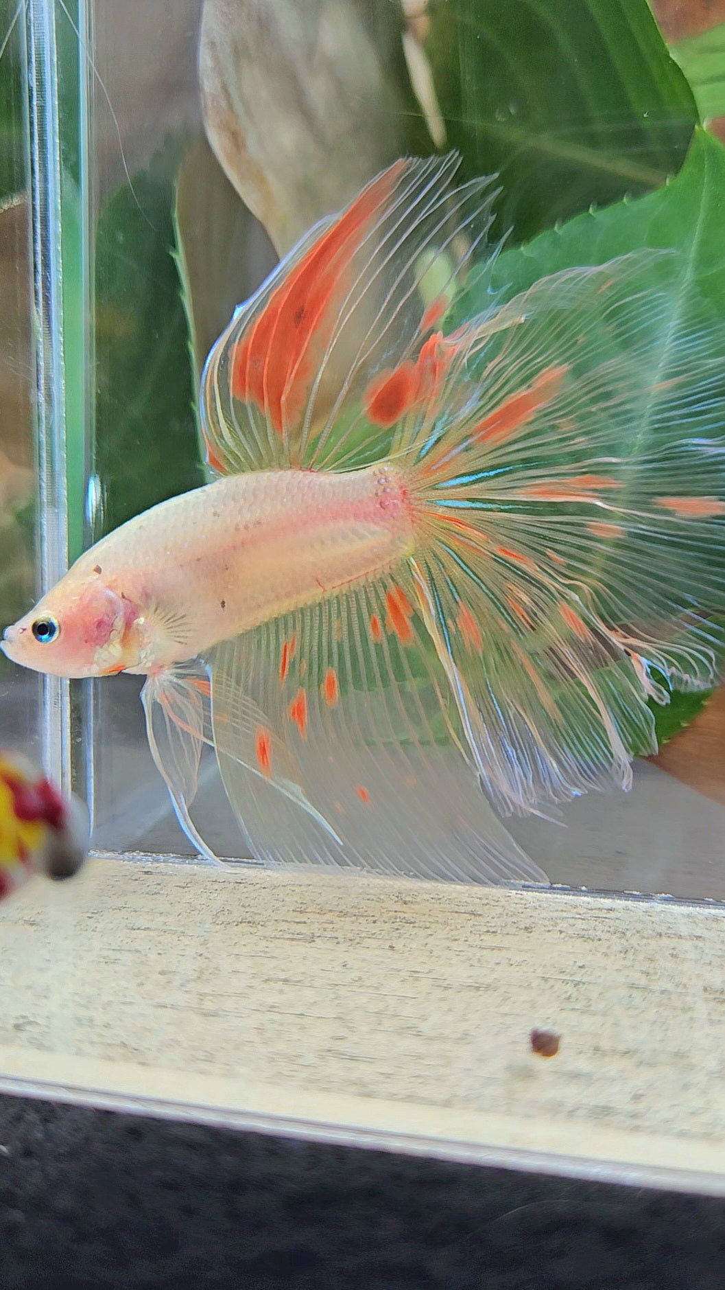 HALFMOON ROSETAIL KOI ARMAGEDDON BETTA FISH