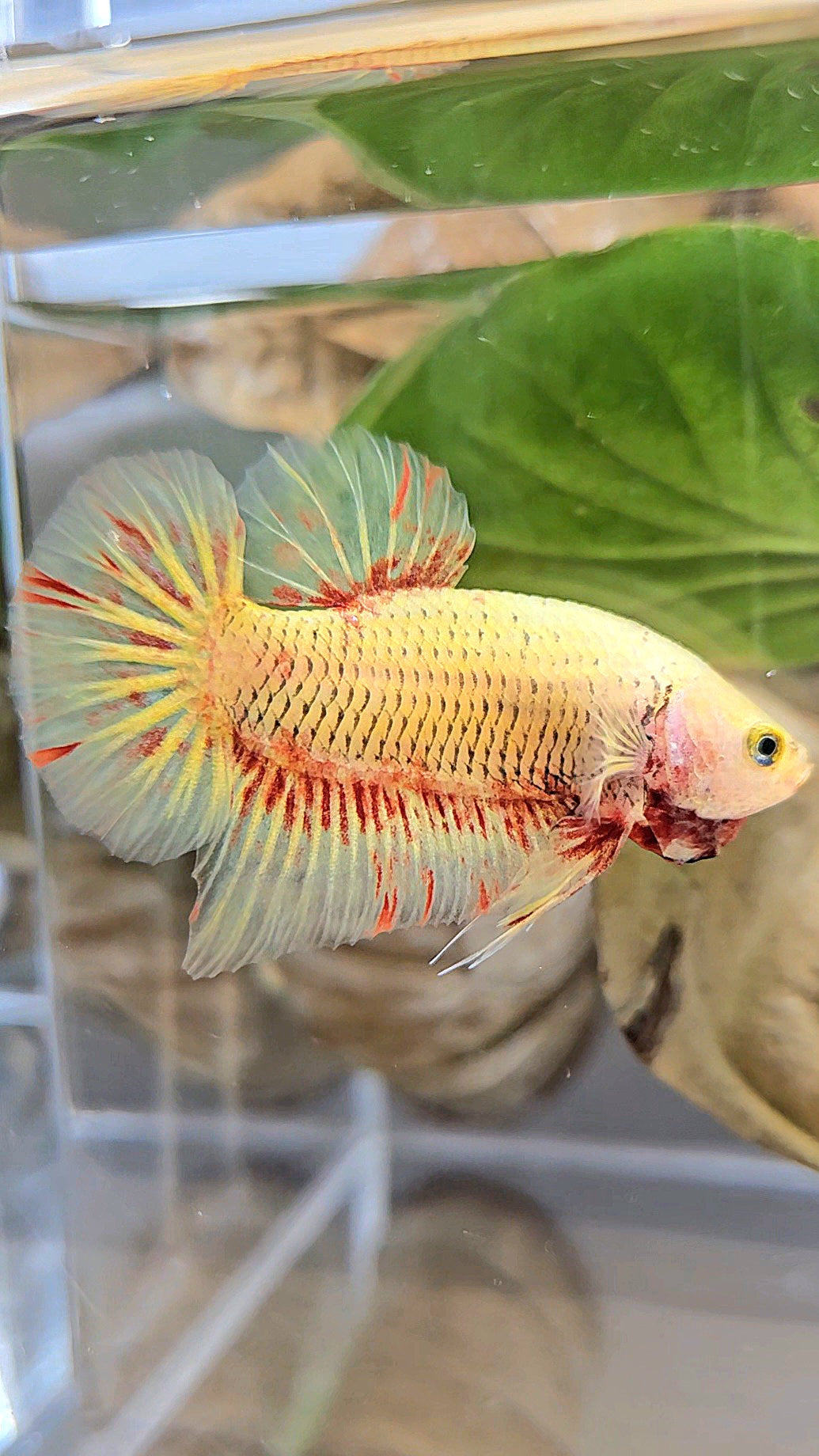 PLAKAT SUPER VANDA YELLOW BETTA FISH
