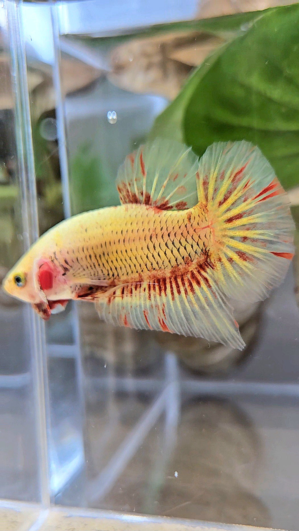 PLAKAT SUPER VANDA YELLOW BETTA FISH