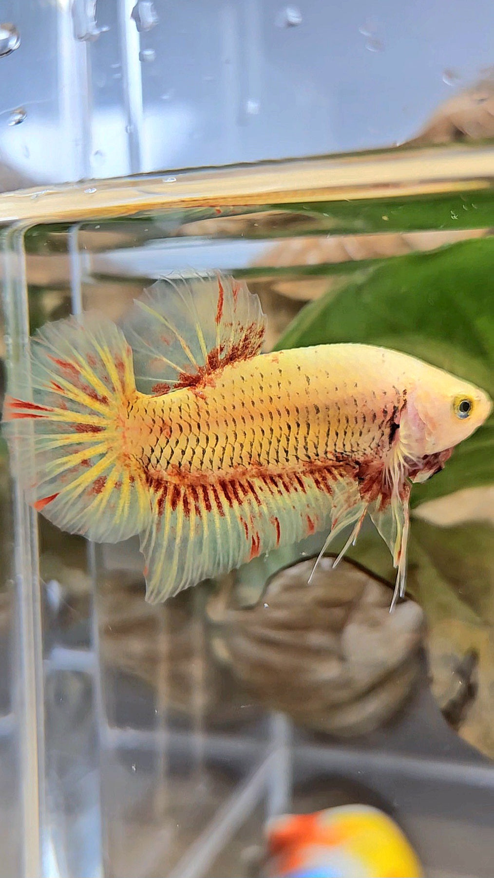PLAKAT SUPER VANDA YELLOW BETTA FISH