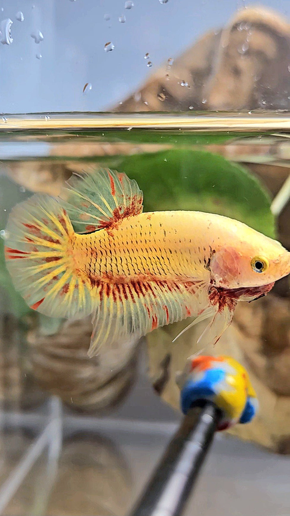 PLAKAT SUPER VANDA YELLOW BETTA FISH