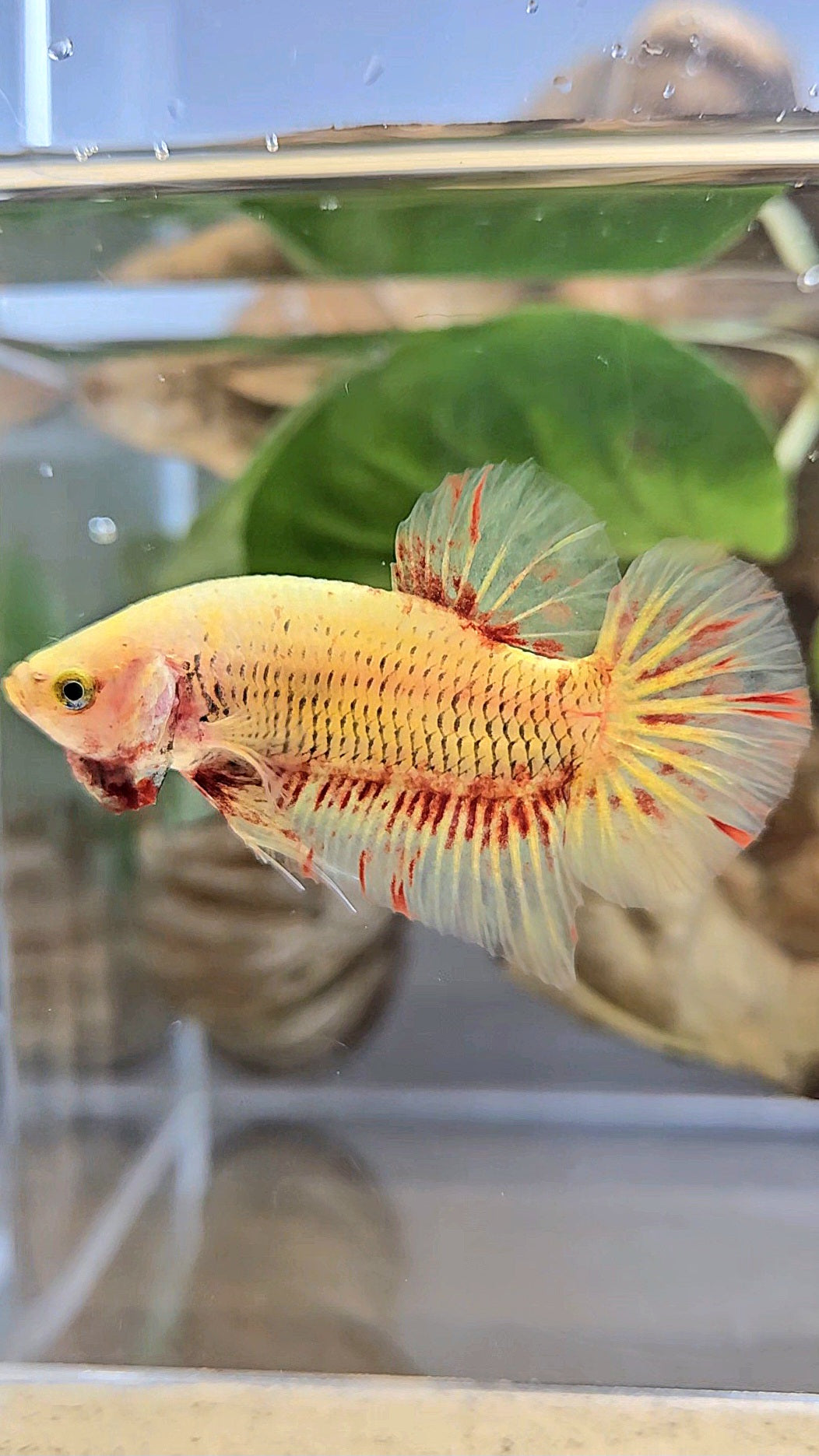 PLAKAT SUPER VANDA YELLOW BETTA FISH