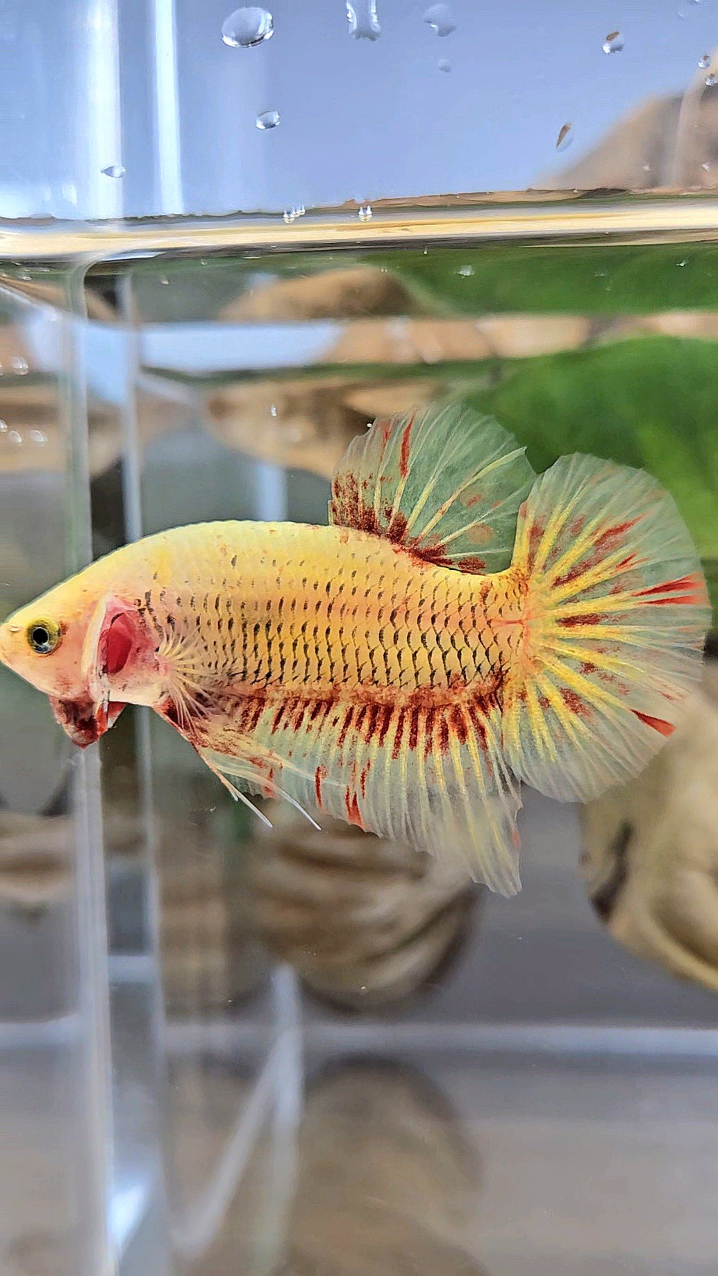 PLAKAT SUPER VANDA YELLOW BETTA FISH