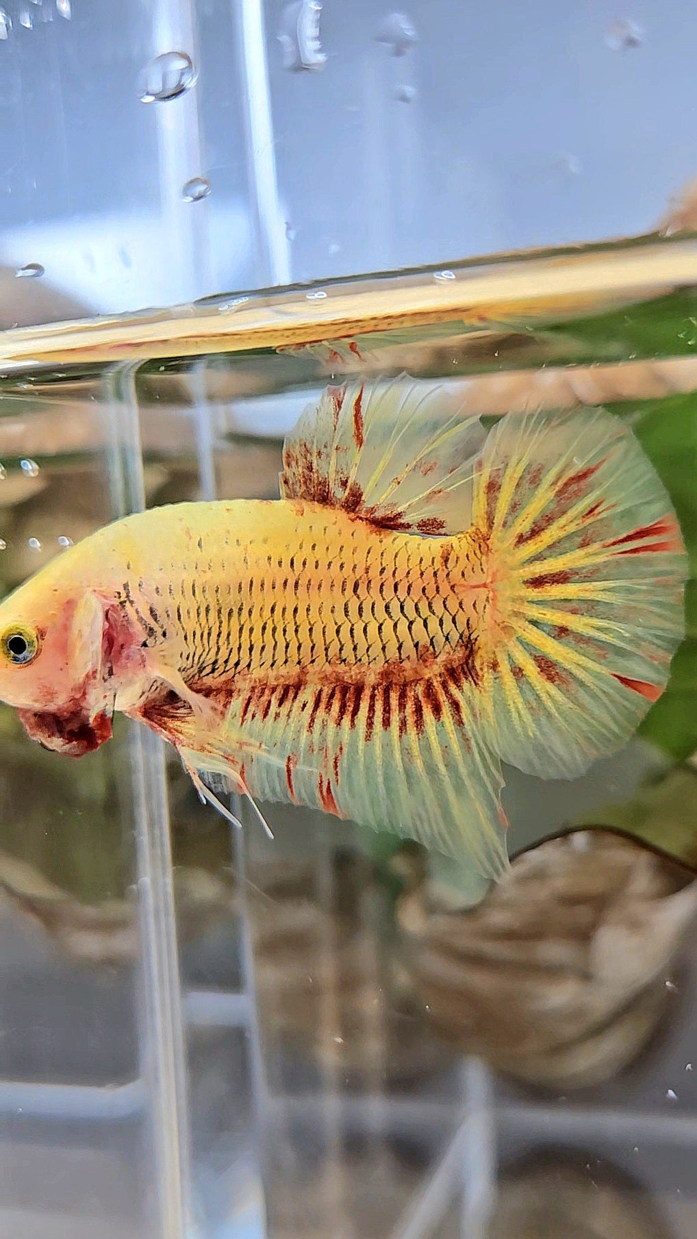 PLAKAT SUPER VANDA YELLOW BETTA FISH